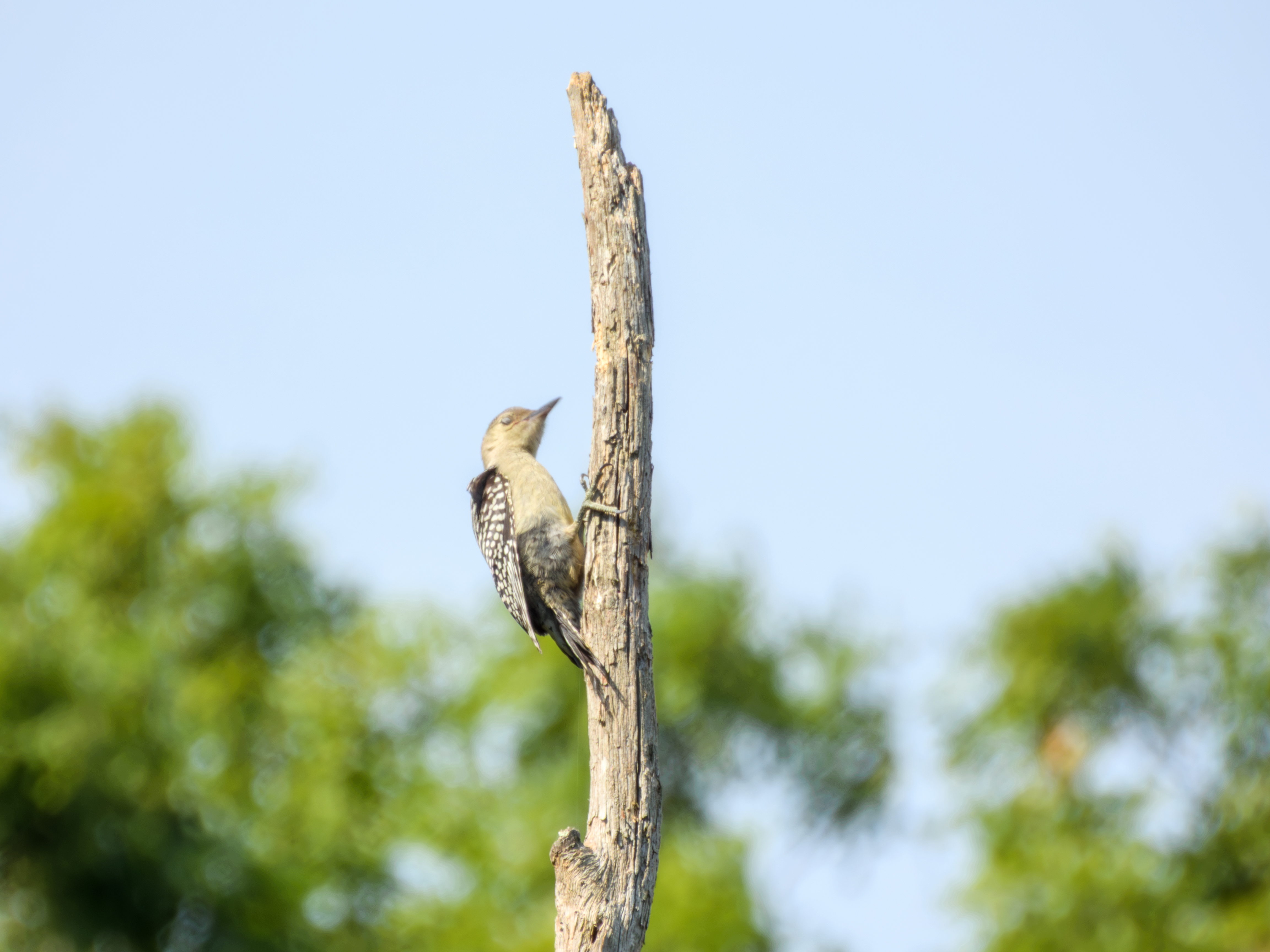 Red-bellied Woodpecker