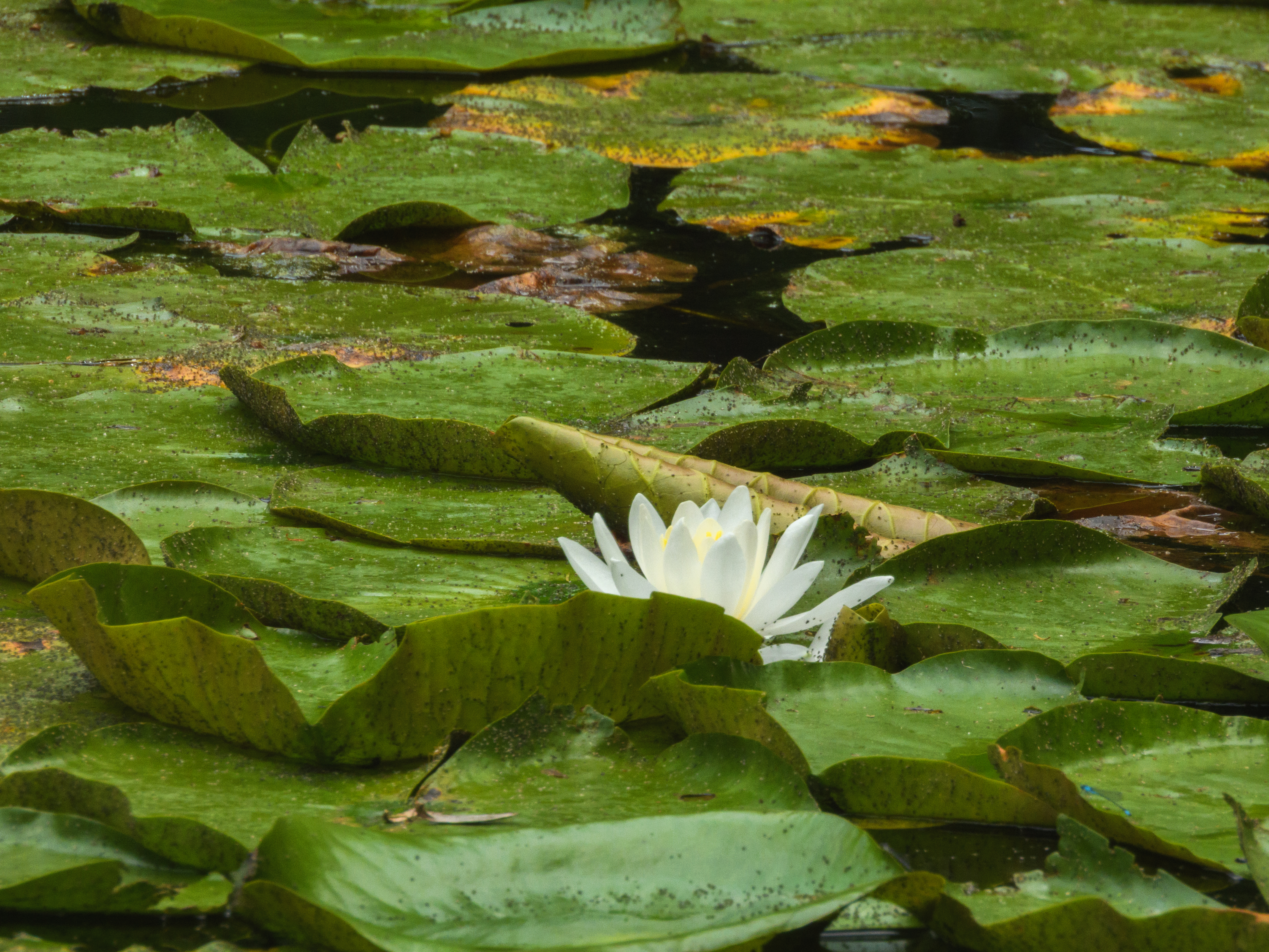 Lotus
