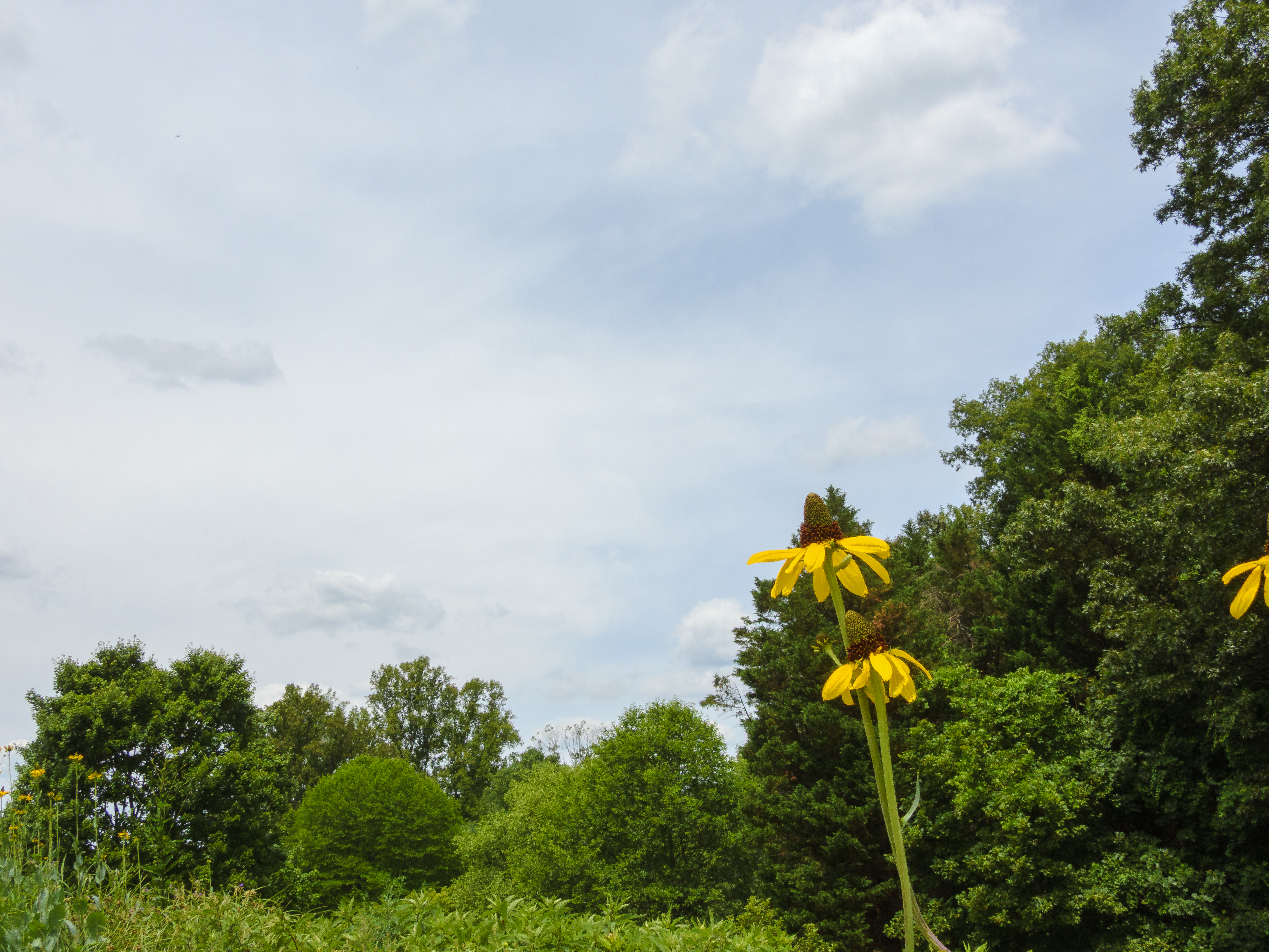 Yellow flower