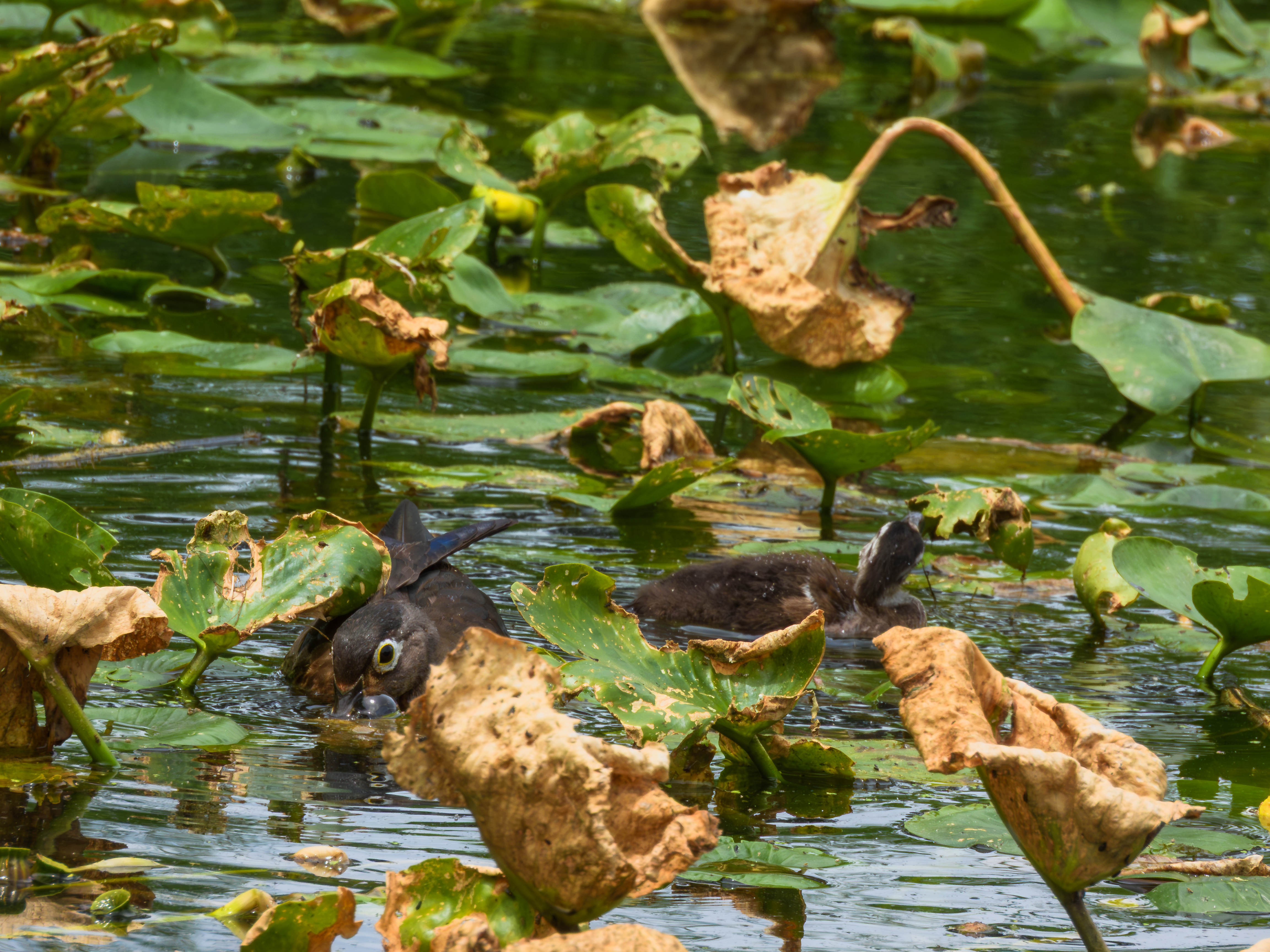 Wood Ducks