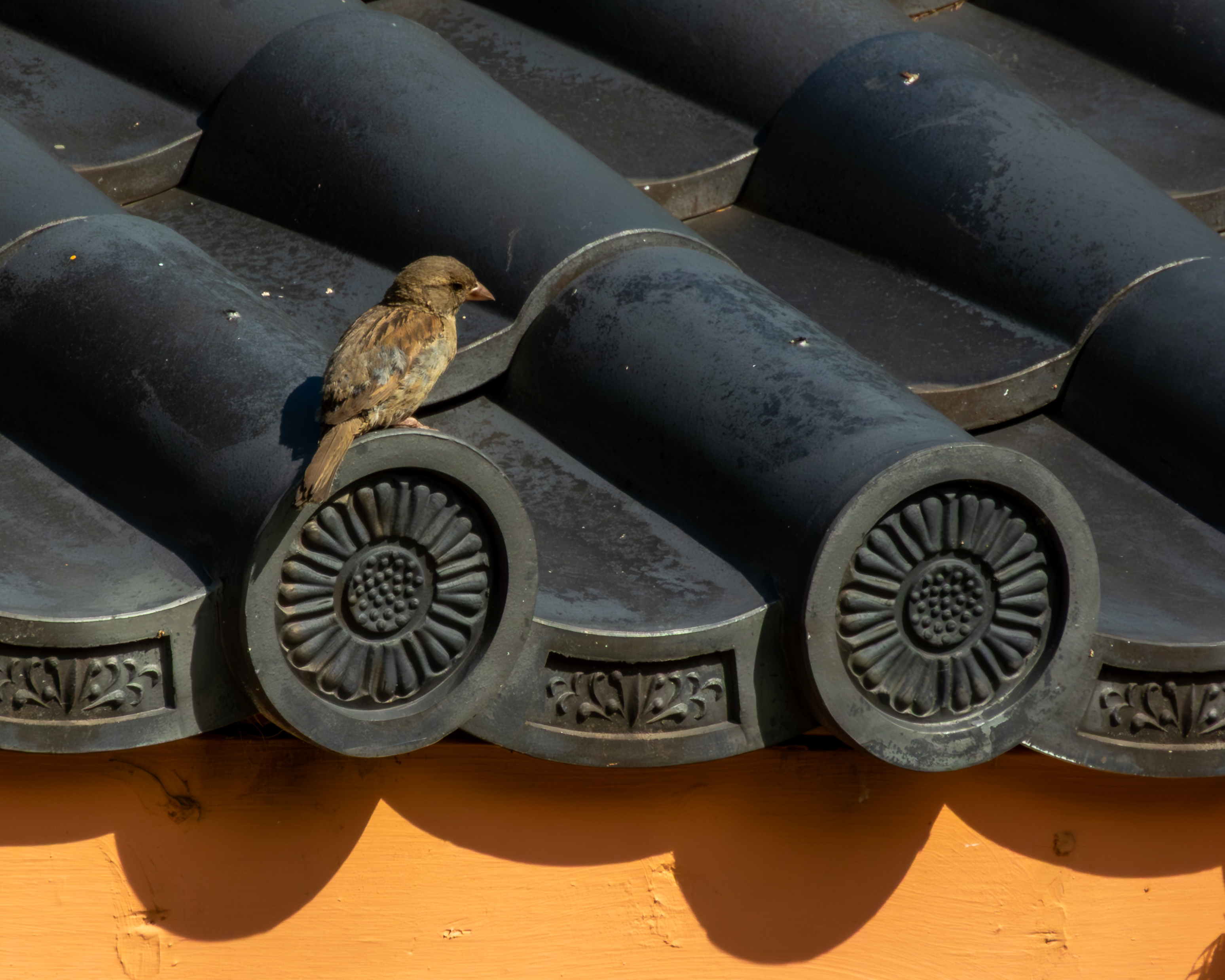 House sparrow on the roof