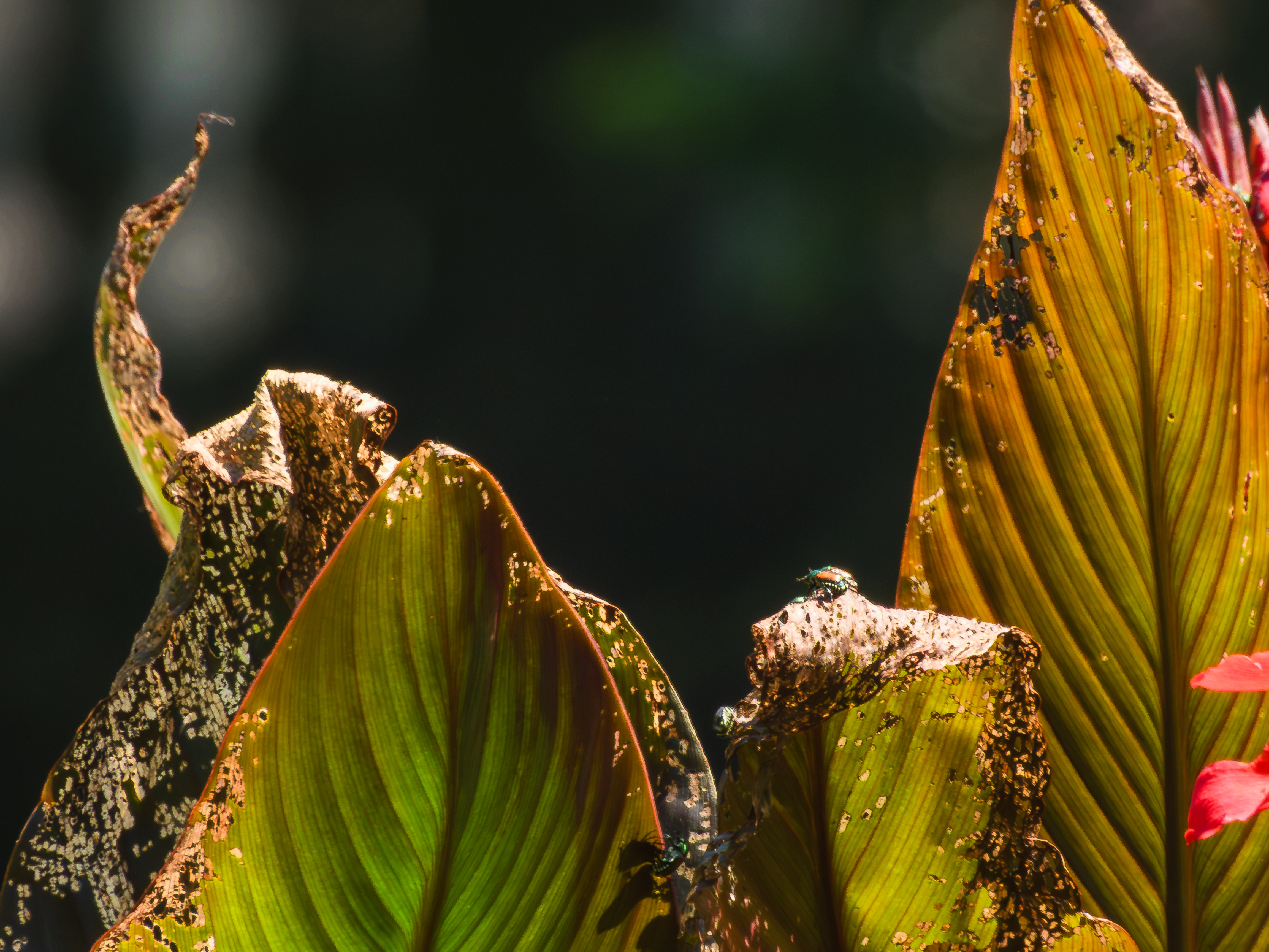 Beetle on plant