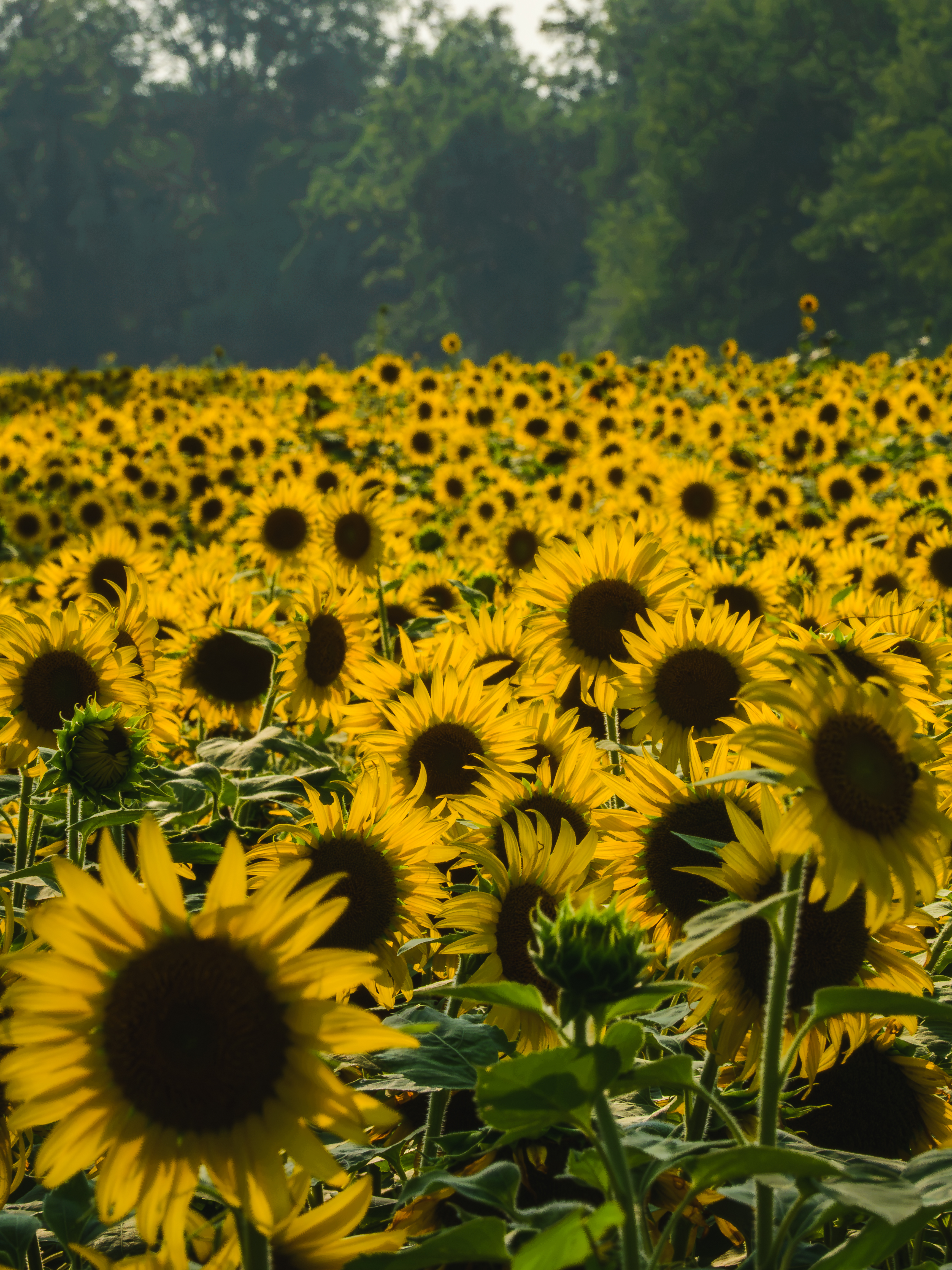 Sunflower Field