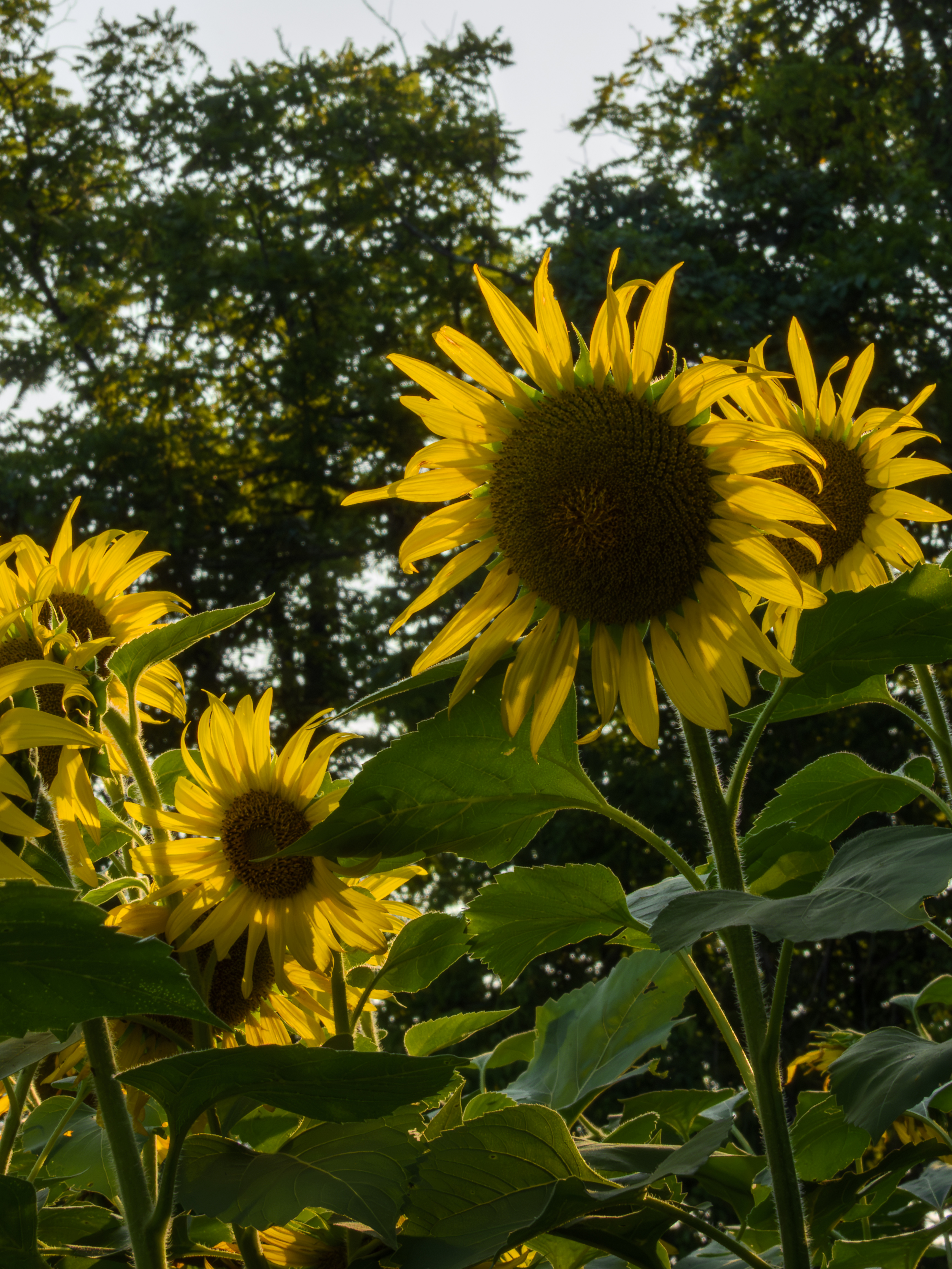 Sunflowers