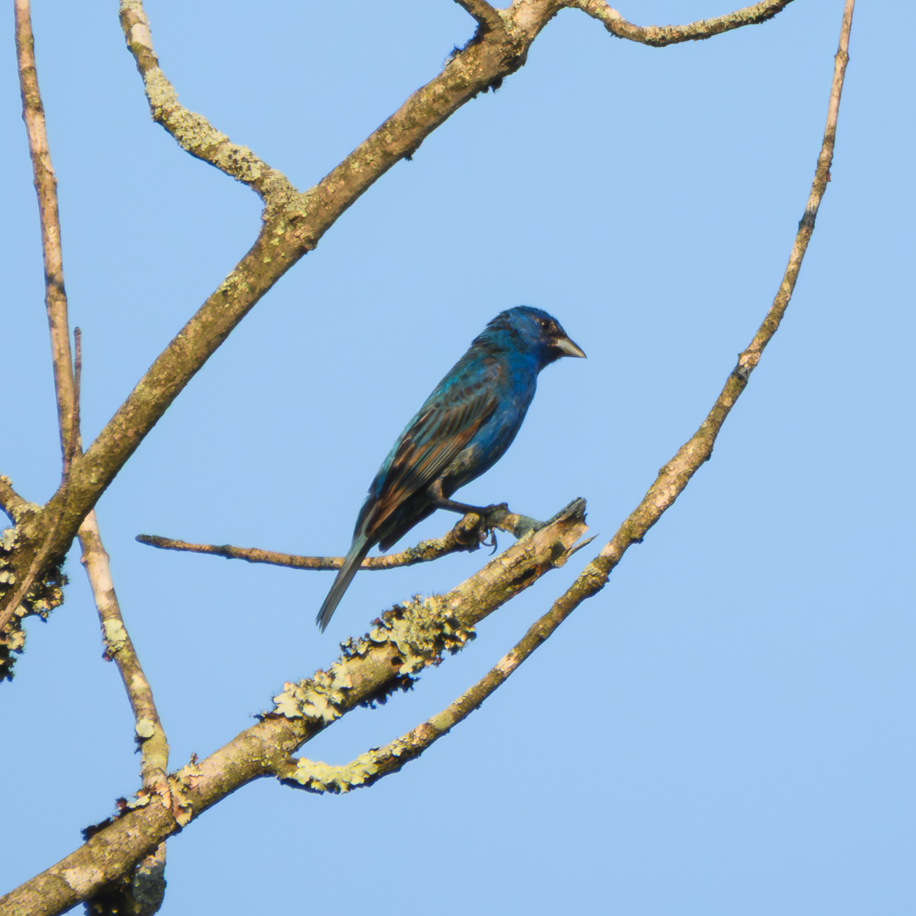 Indigo Bunting