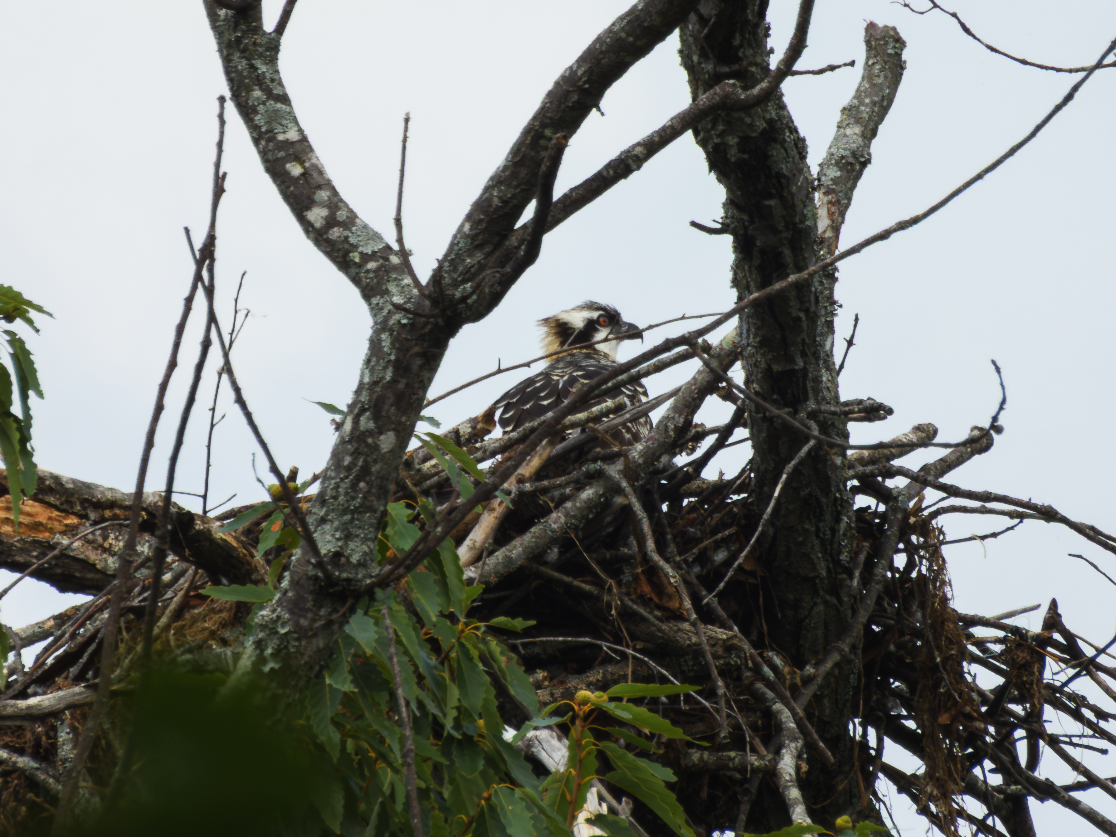 Osprey