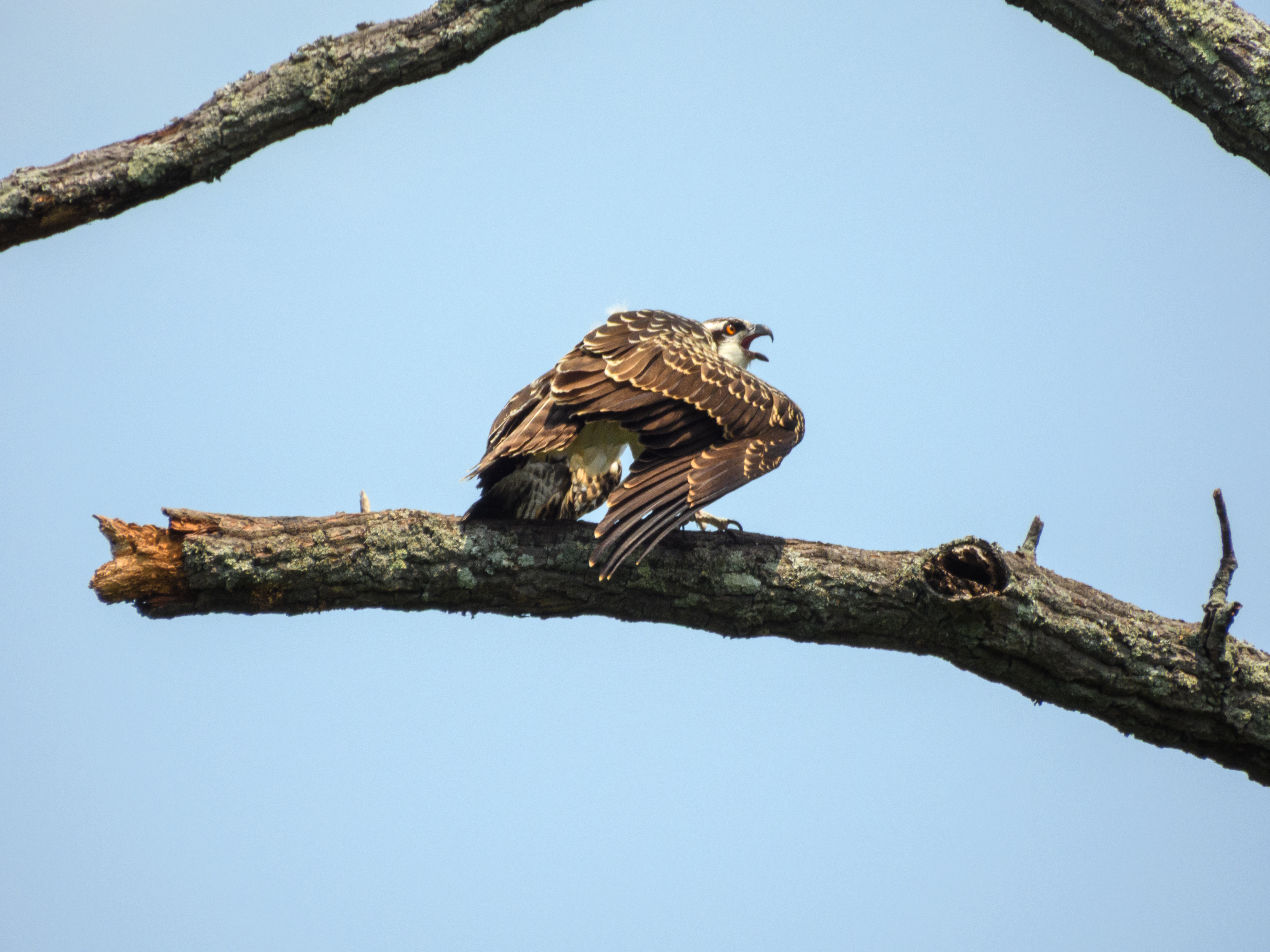 Osprey