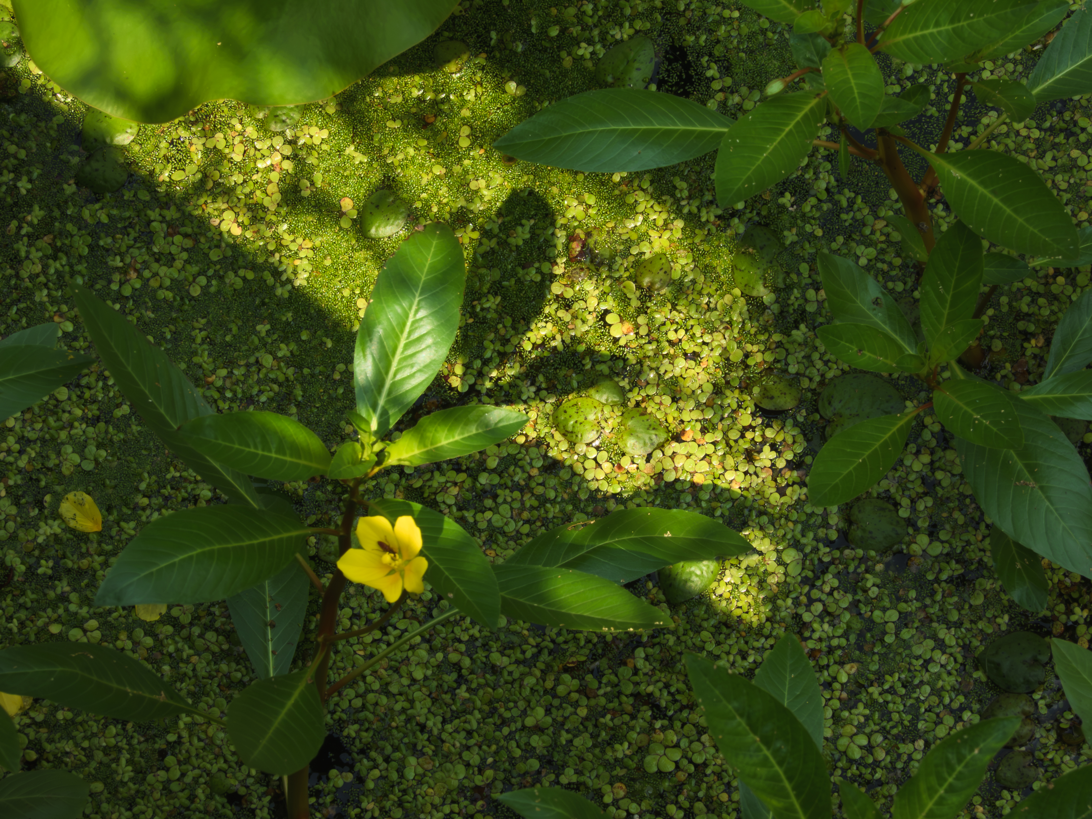 Pond