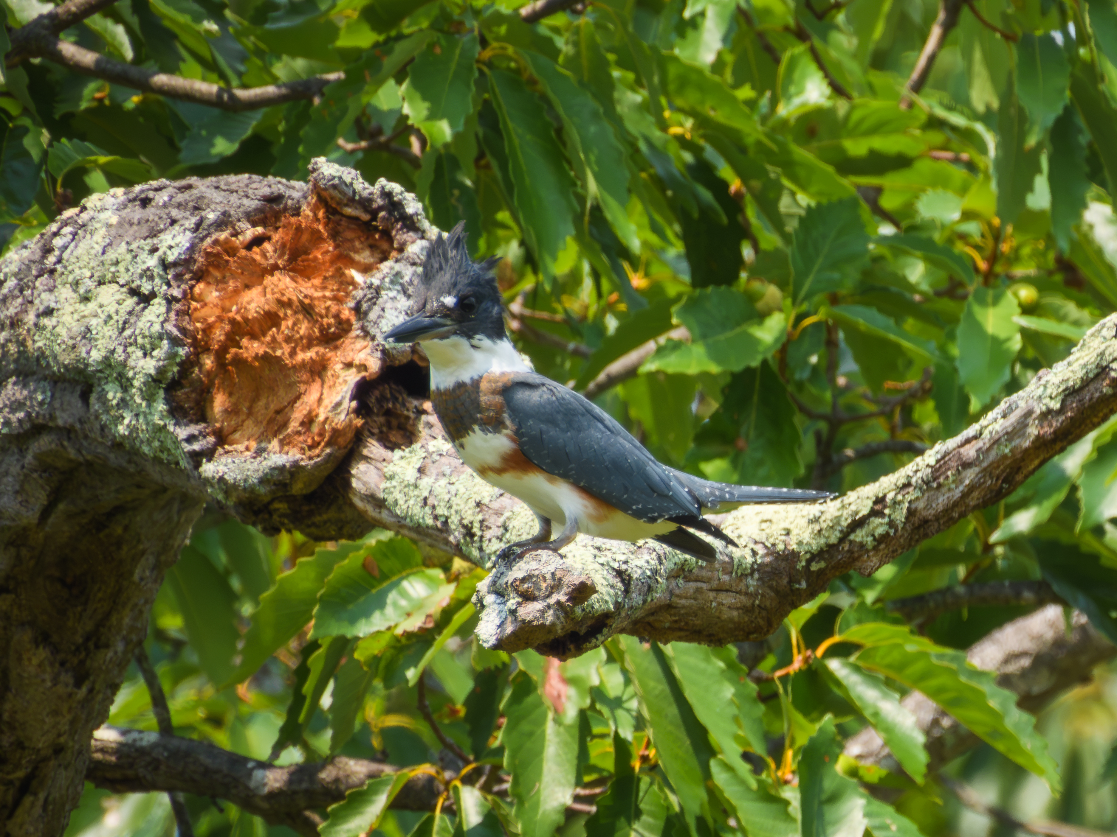 Belted Kingfisher