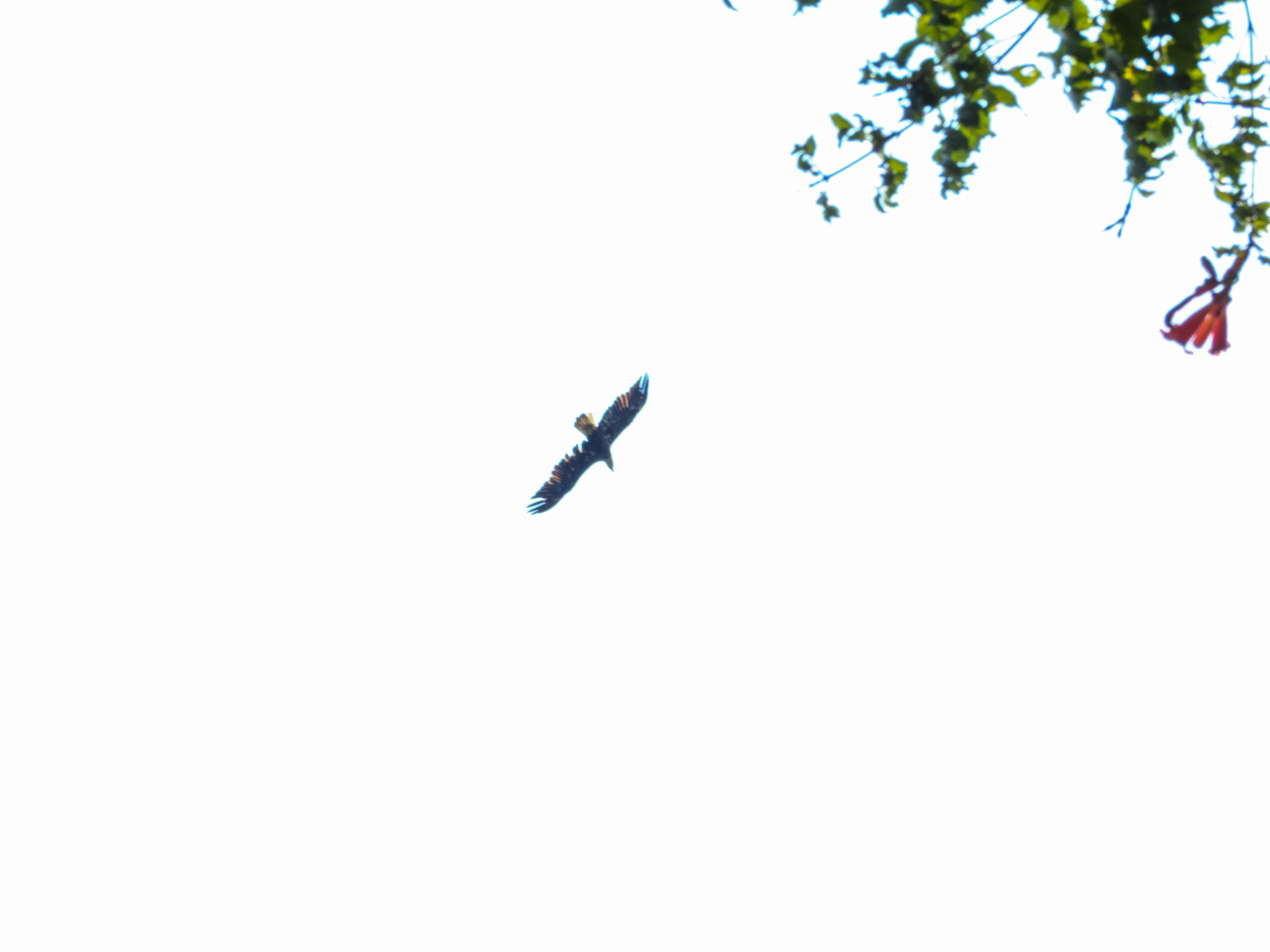 Osprey