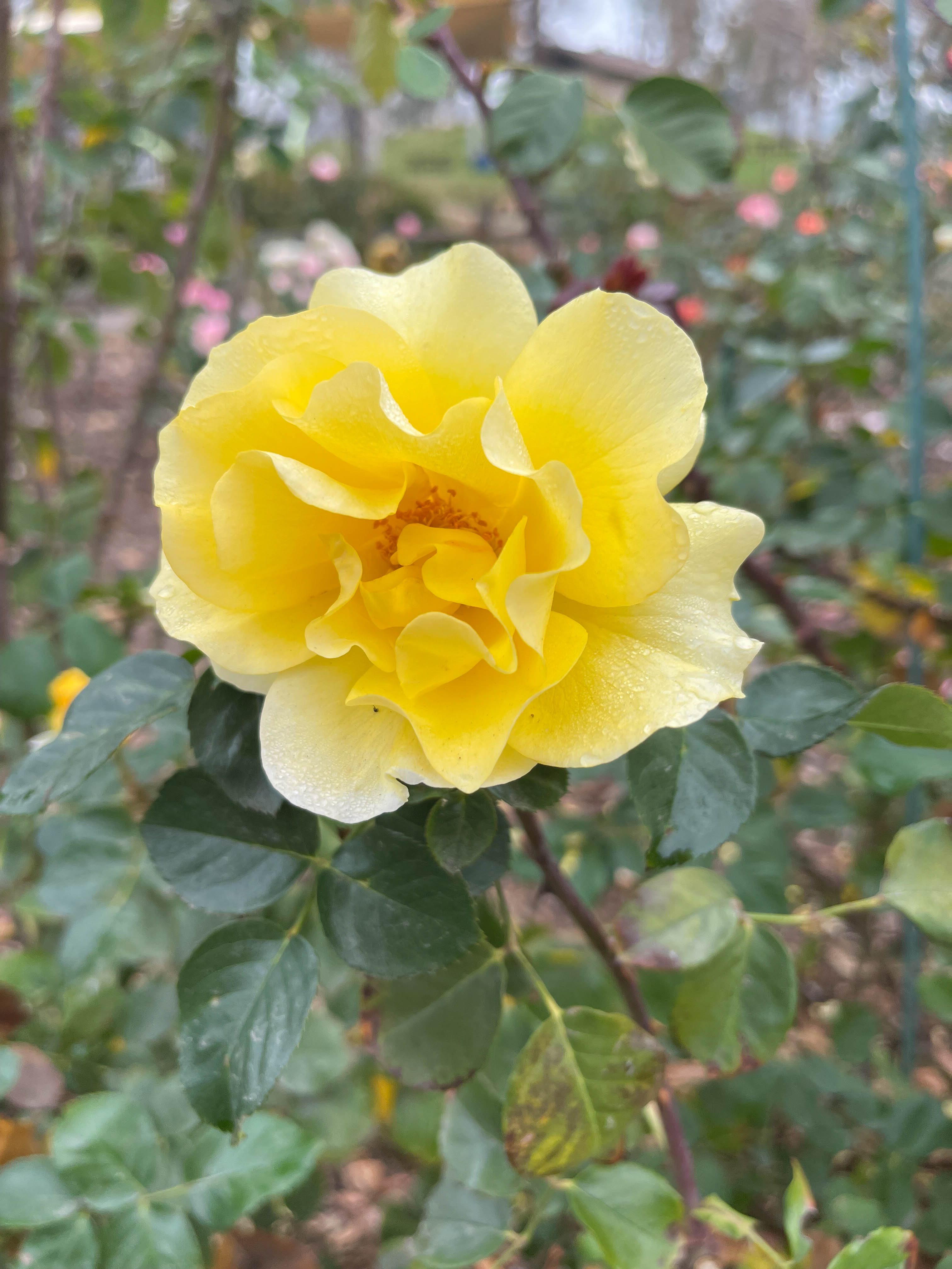 Big yellow puffball. Also liked the softness (simlar to the pink rose nearby), edited slightly to accentuate the water droplets a tiny bit.