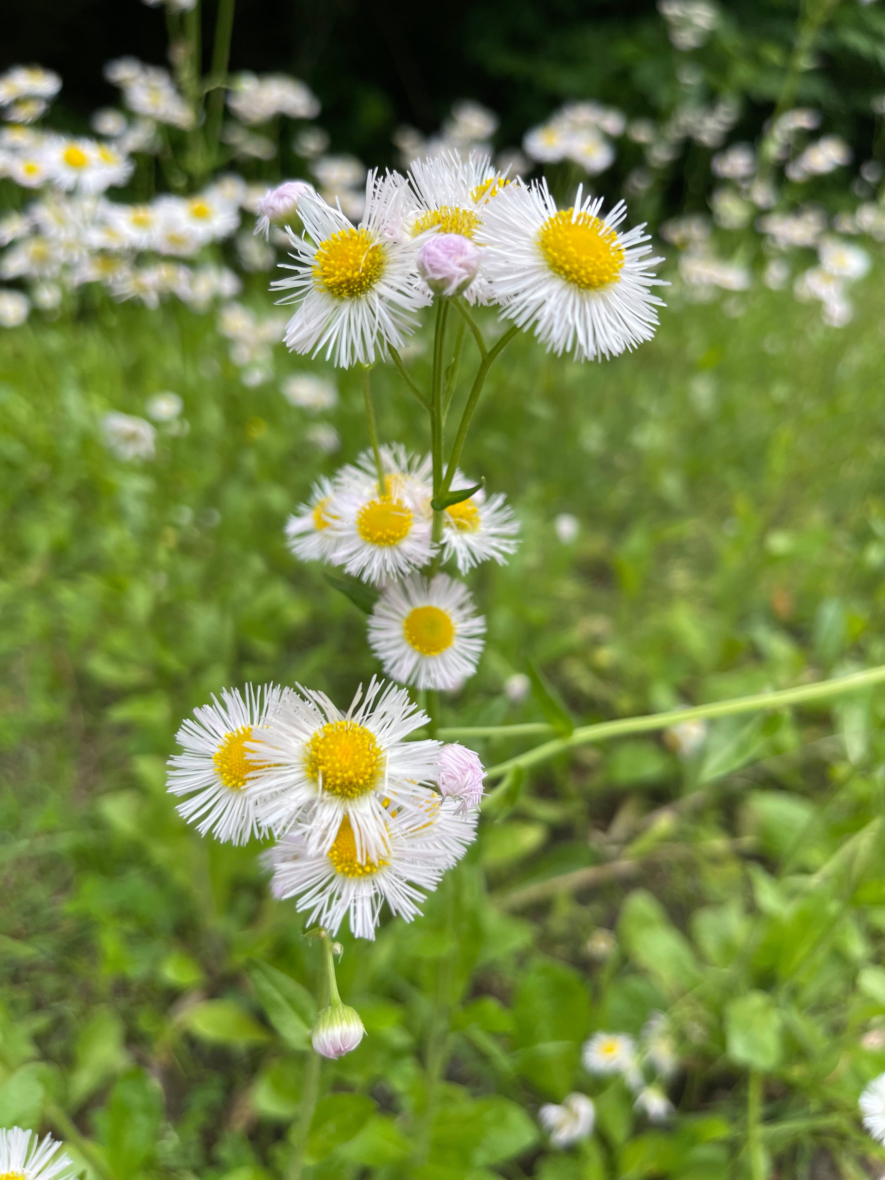 Just some daisies