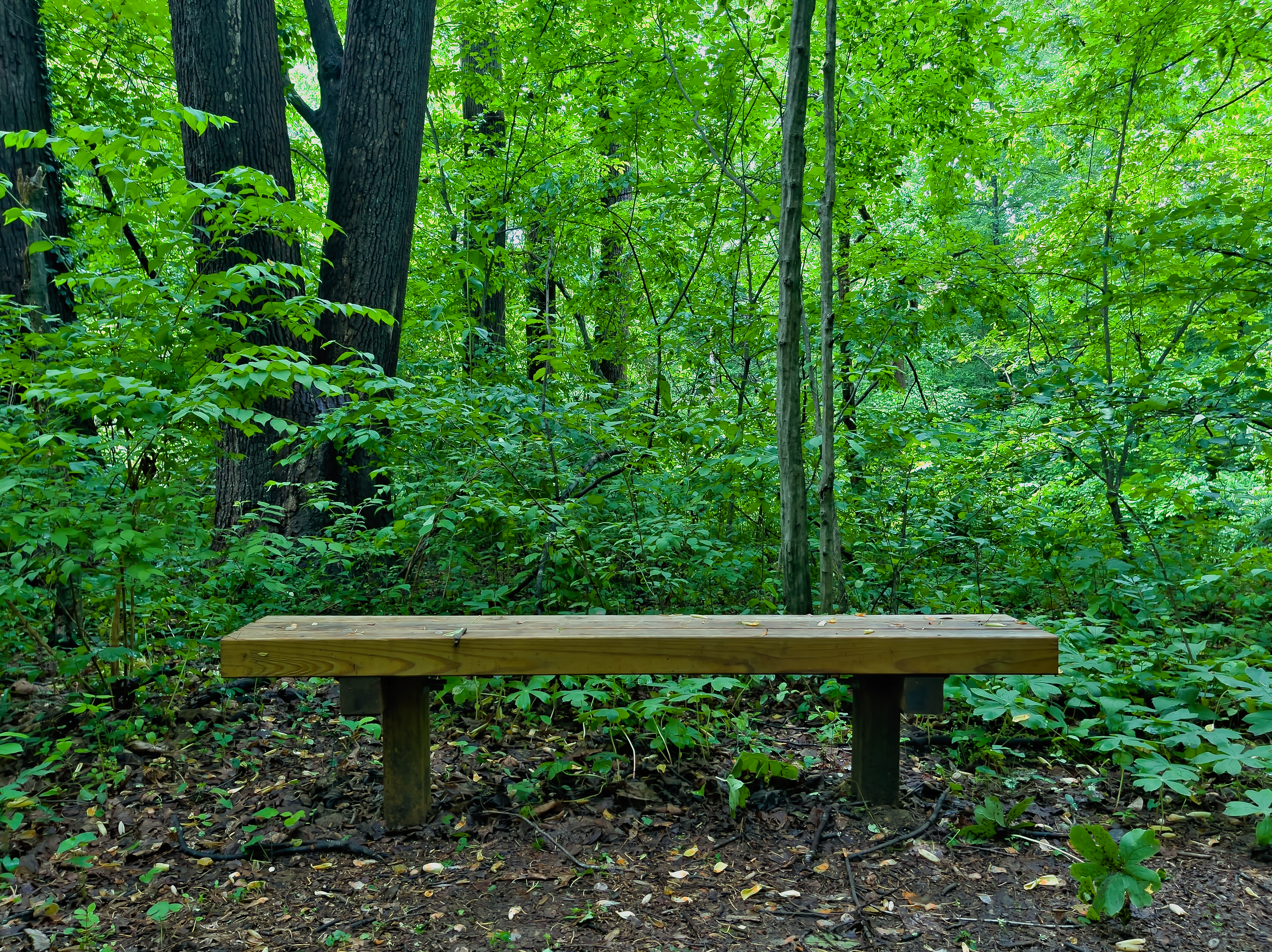 A bench in the woods