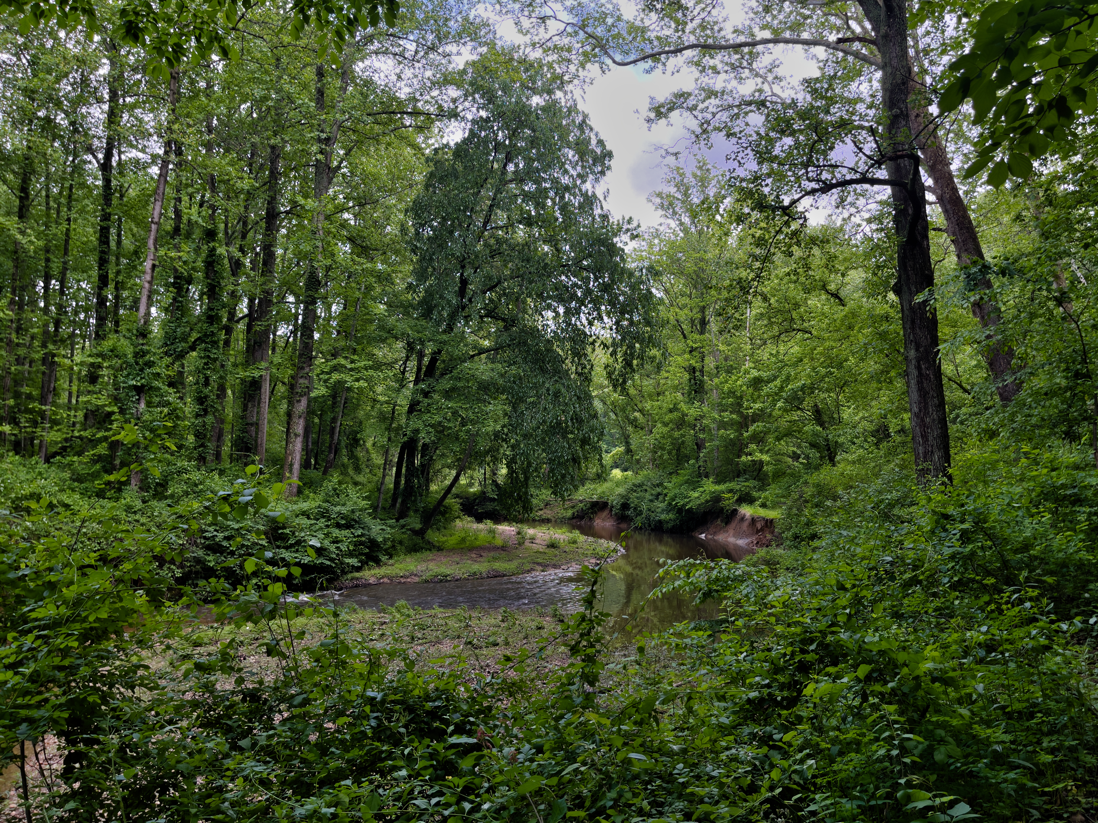 River bend surrounded by trees