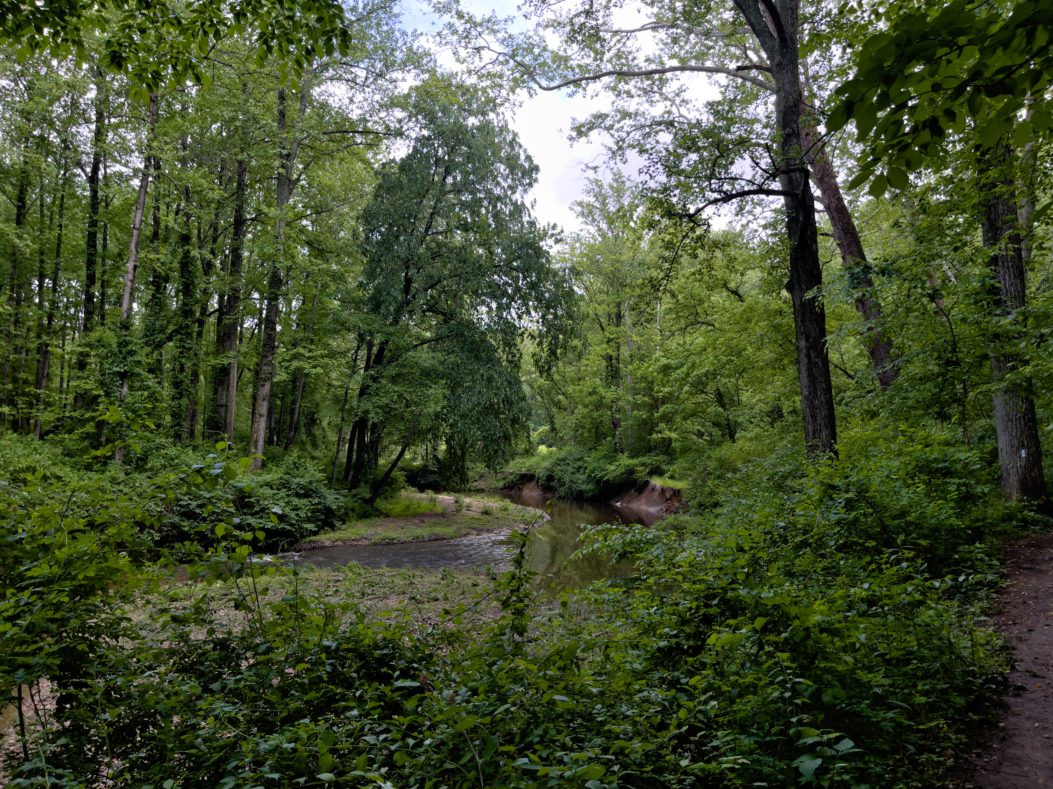 Unedited version of River bend surrounded by trees