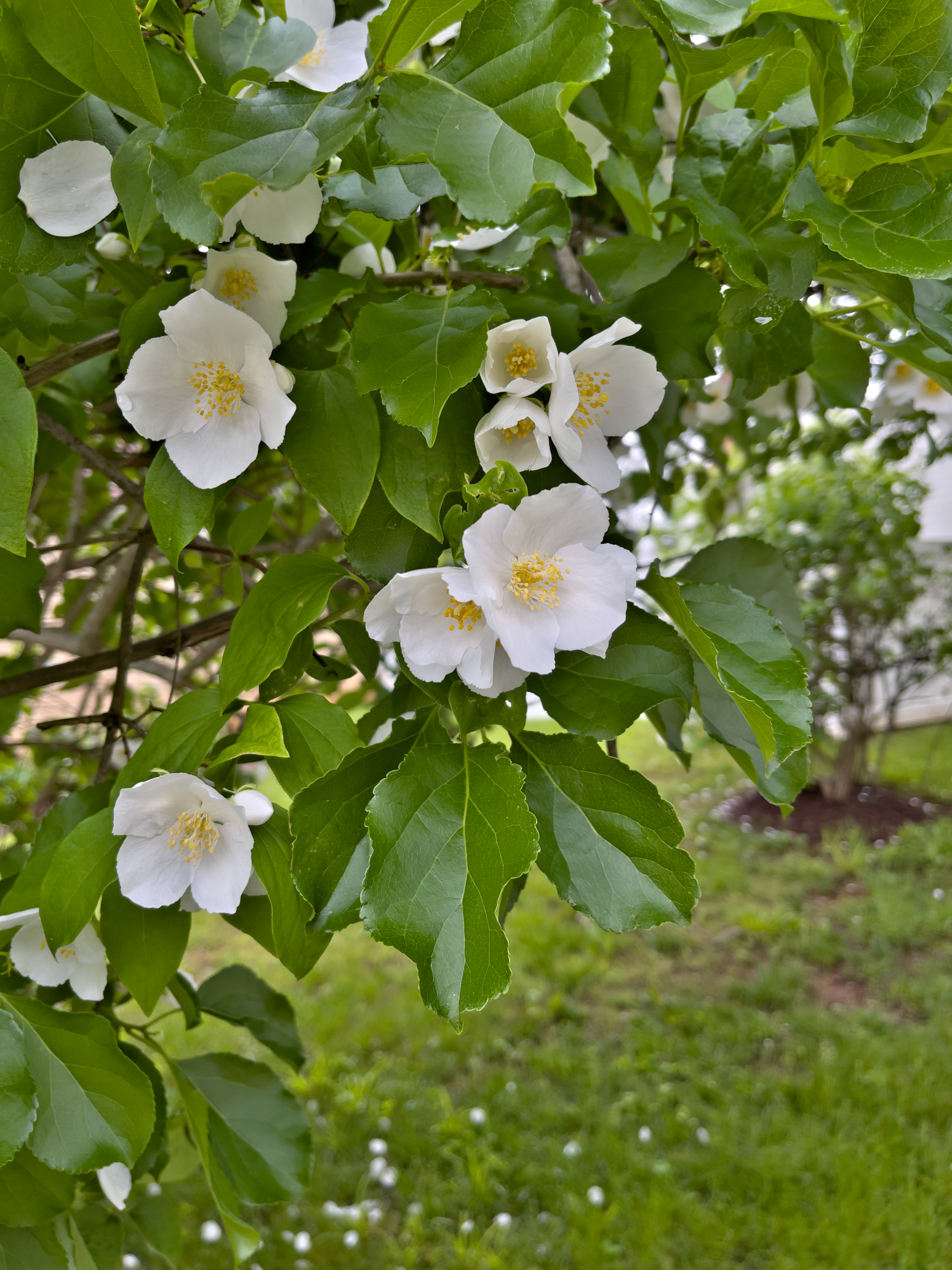 White flowers down from a branch