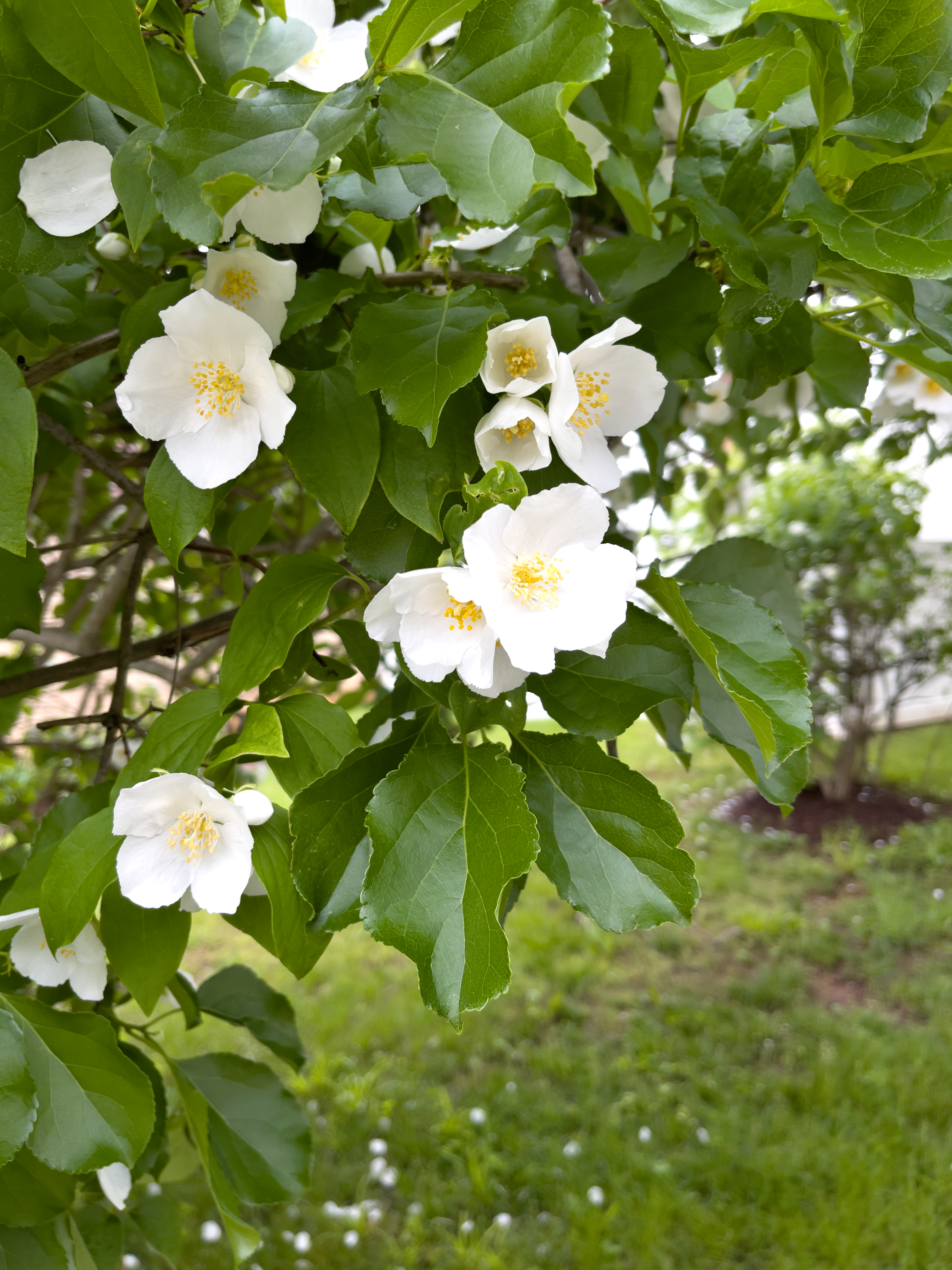 Unedited version of White flowers down from a branch