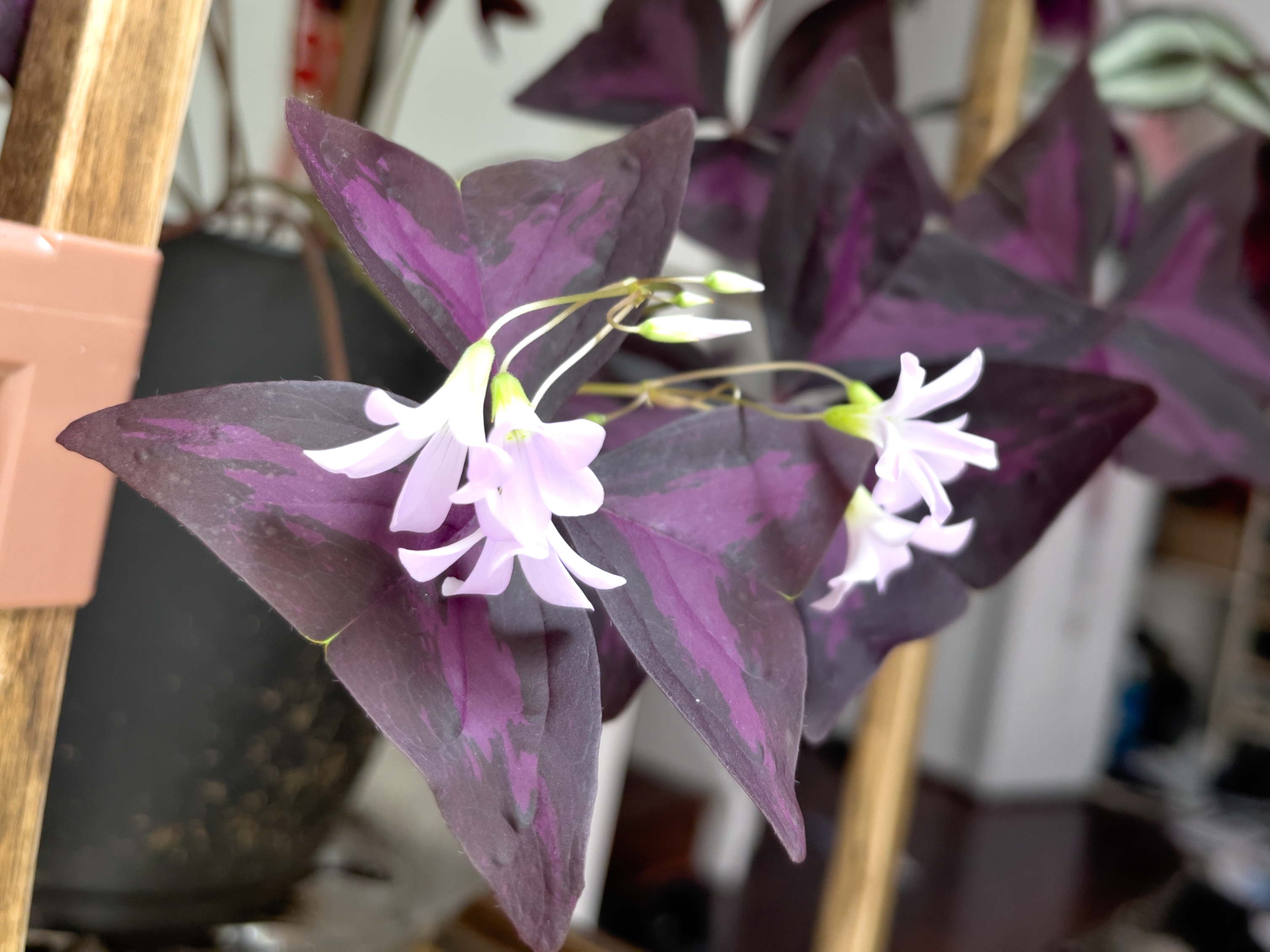 Unedited version of Light blue flowers