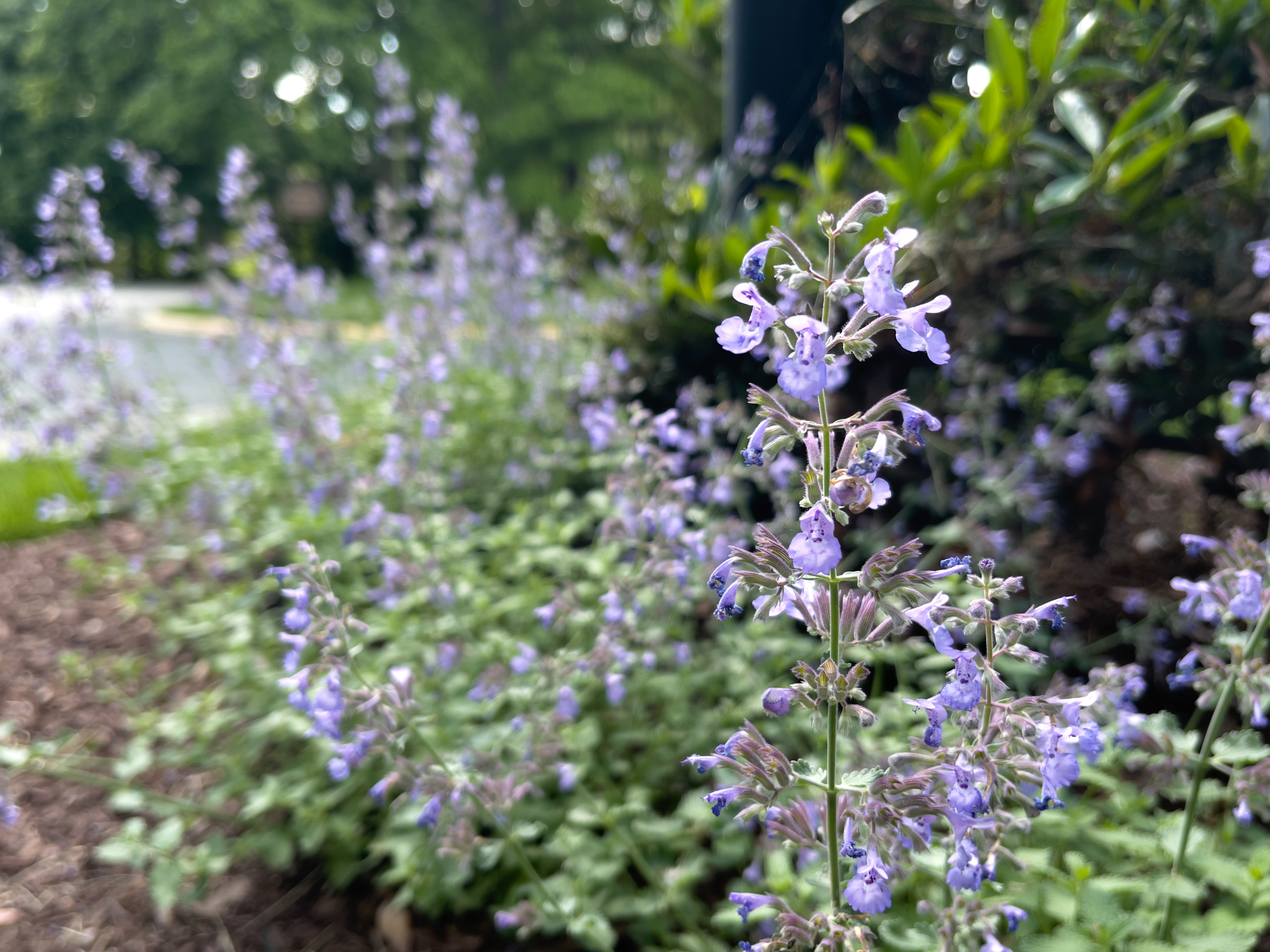 Purple flowers