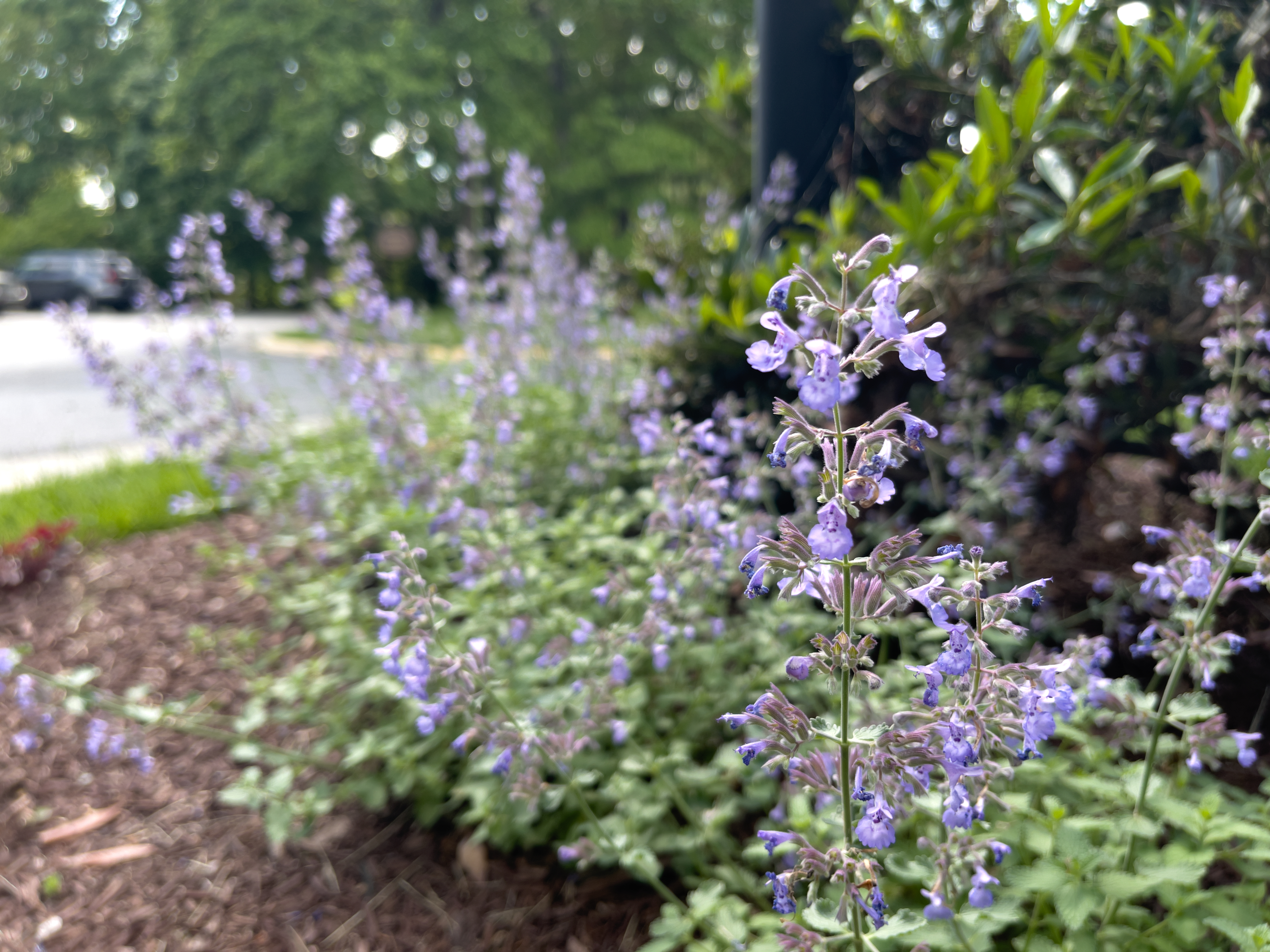Unedited version of Purple flowers