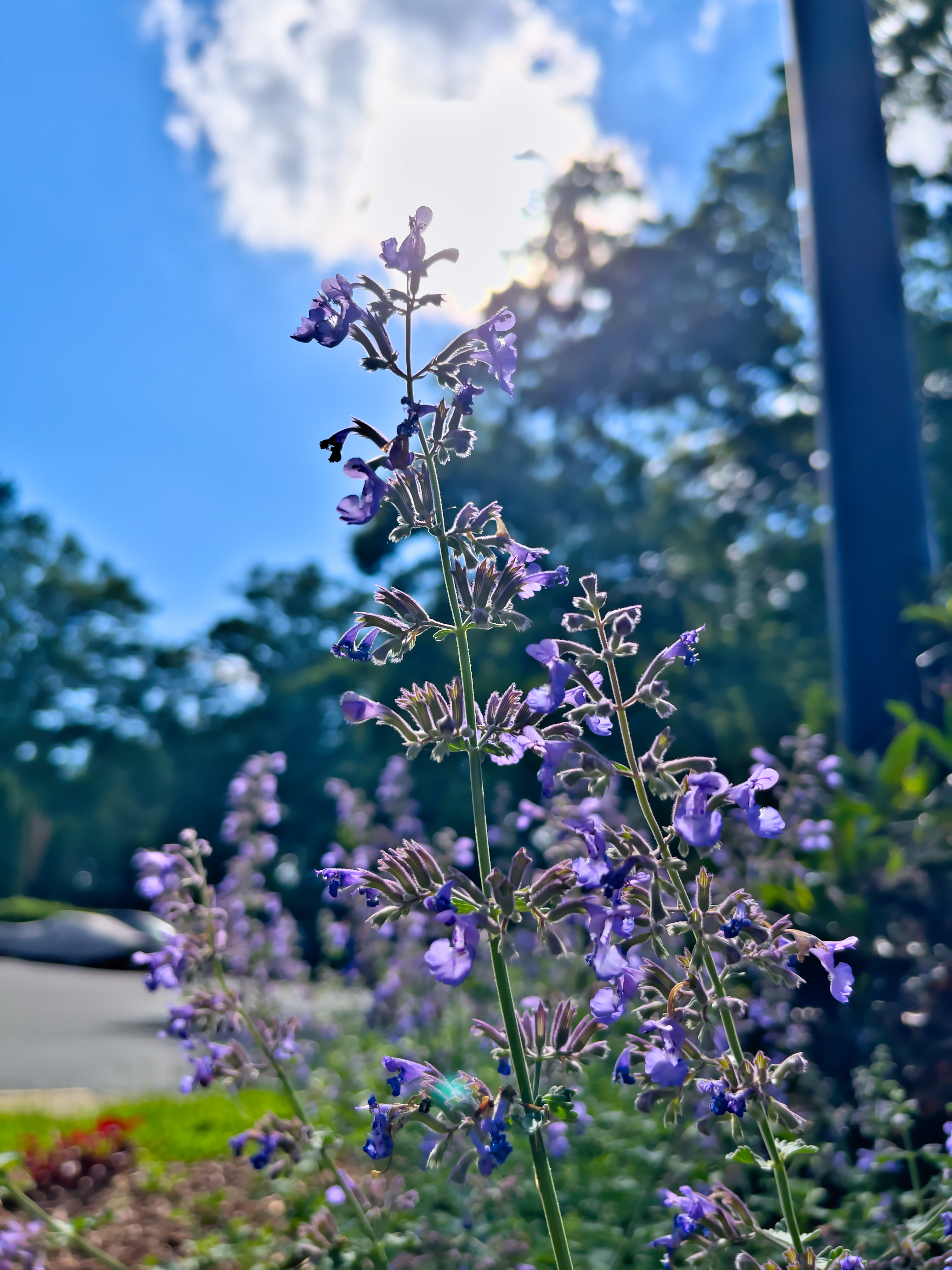 A purple flower against the sky