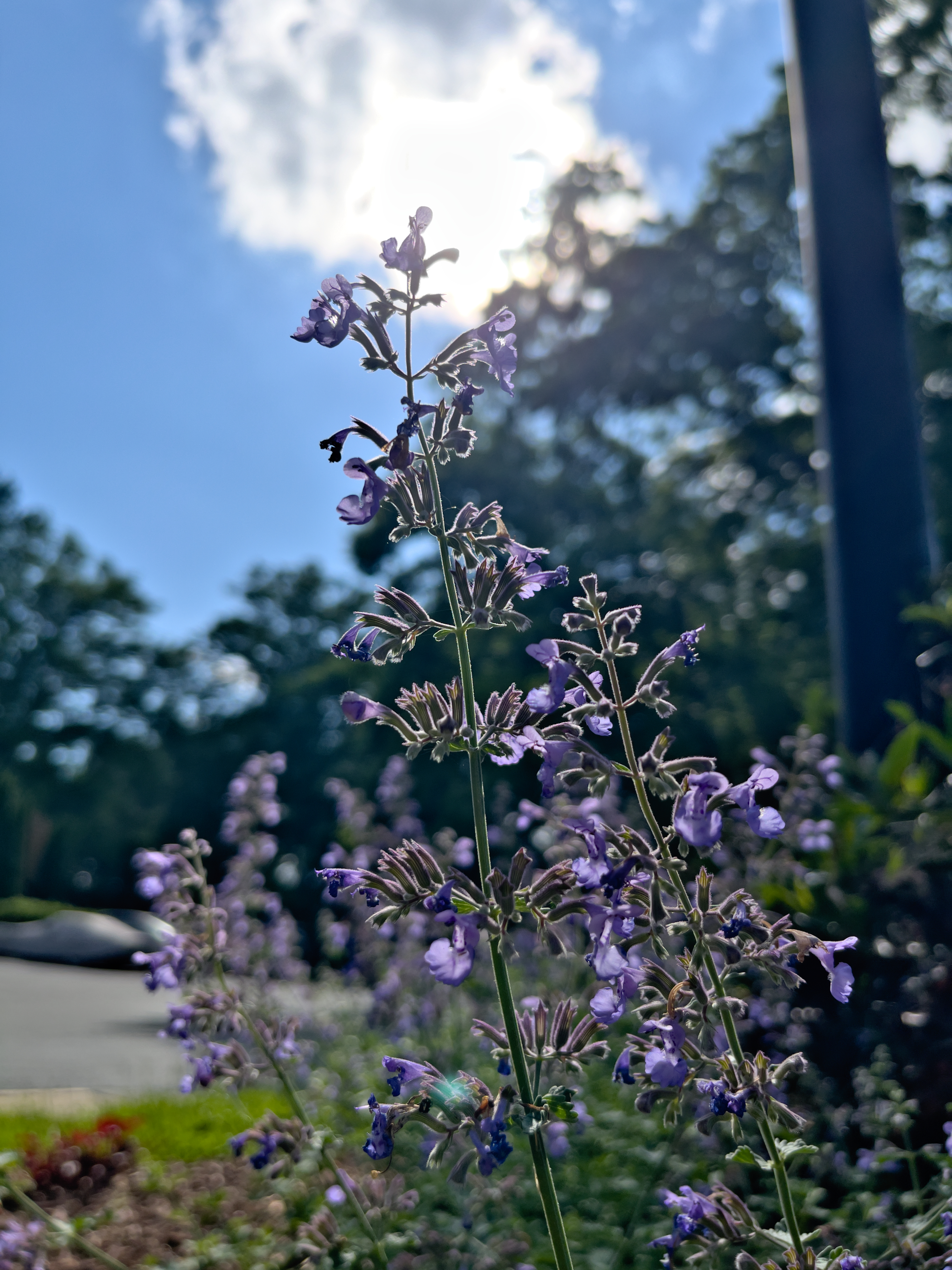 Unedited version of A purple flower against the sky