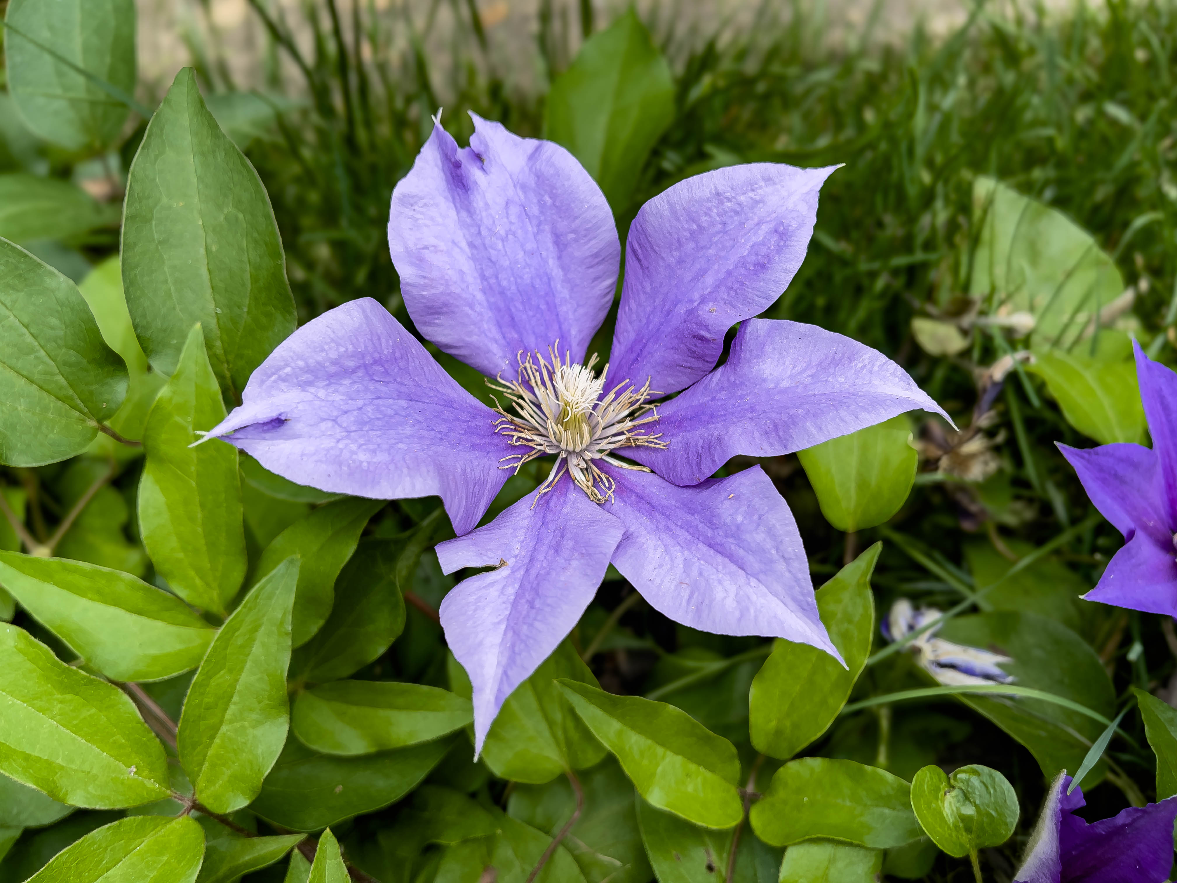 A light purple/blue (I think, I'm colorblind) flower, shaped like a star