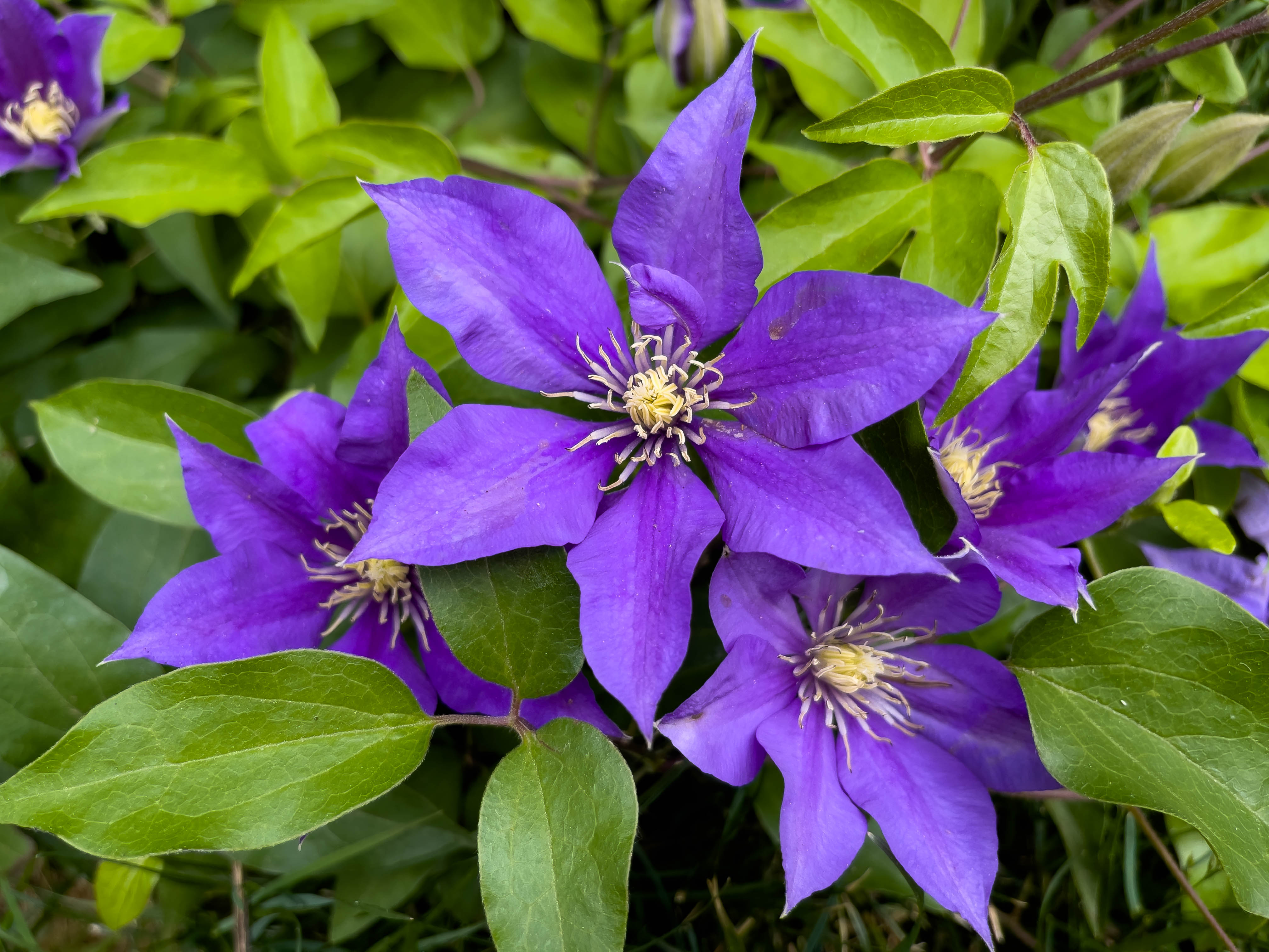 A deep purple flower, shaped like a star