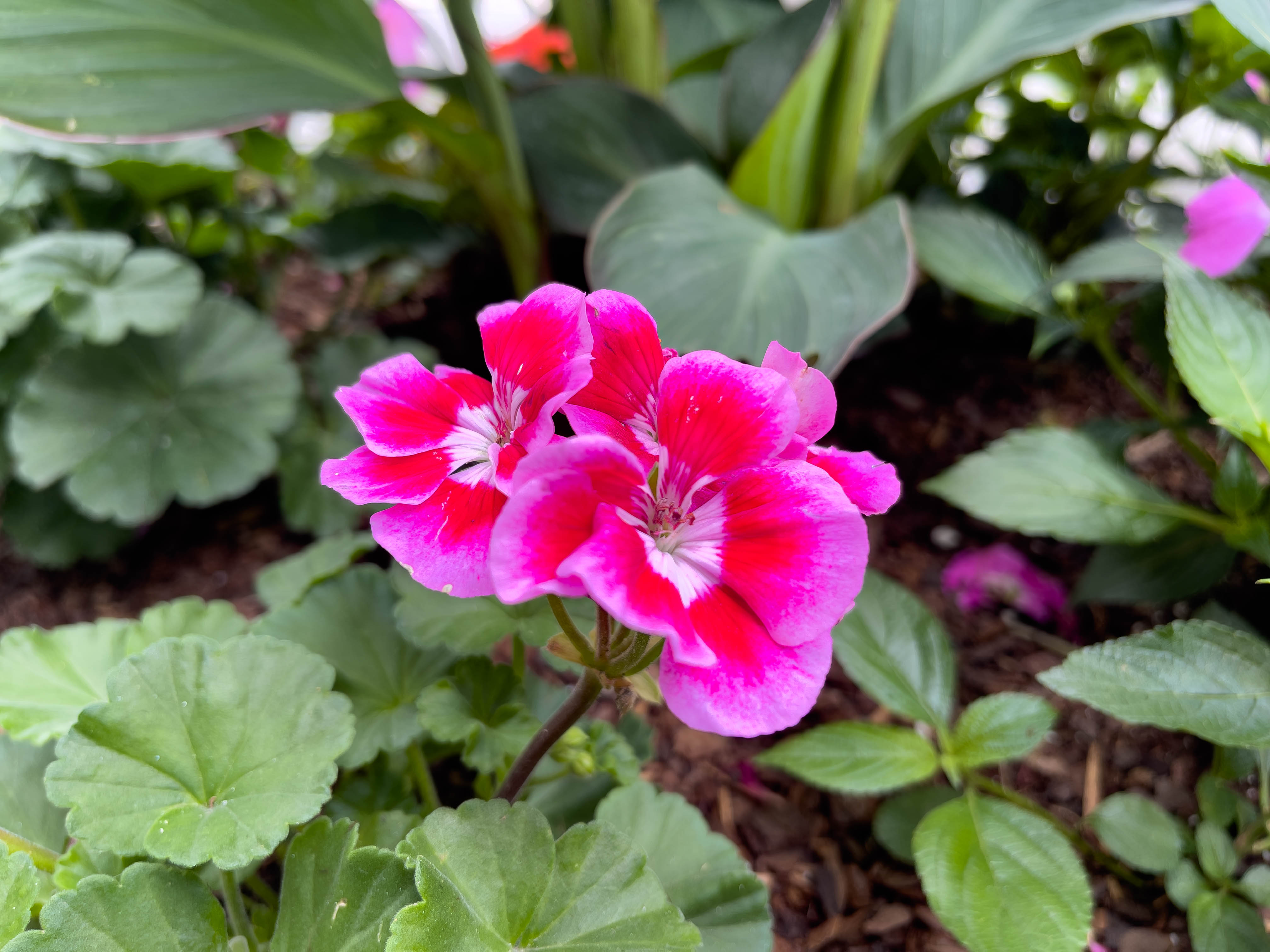 Vibrantly red flowers I saw in Washington D.C.