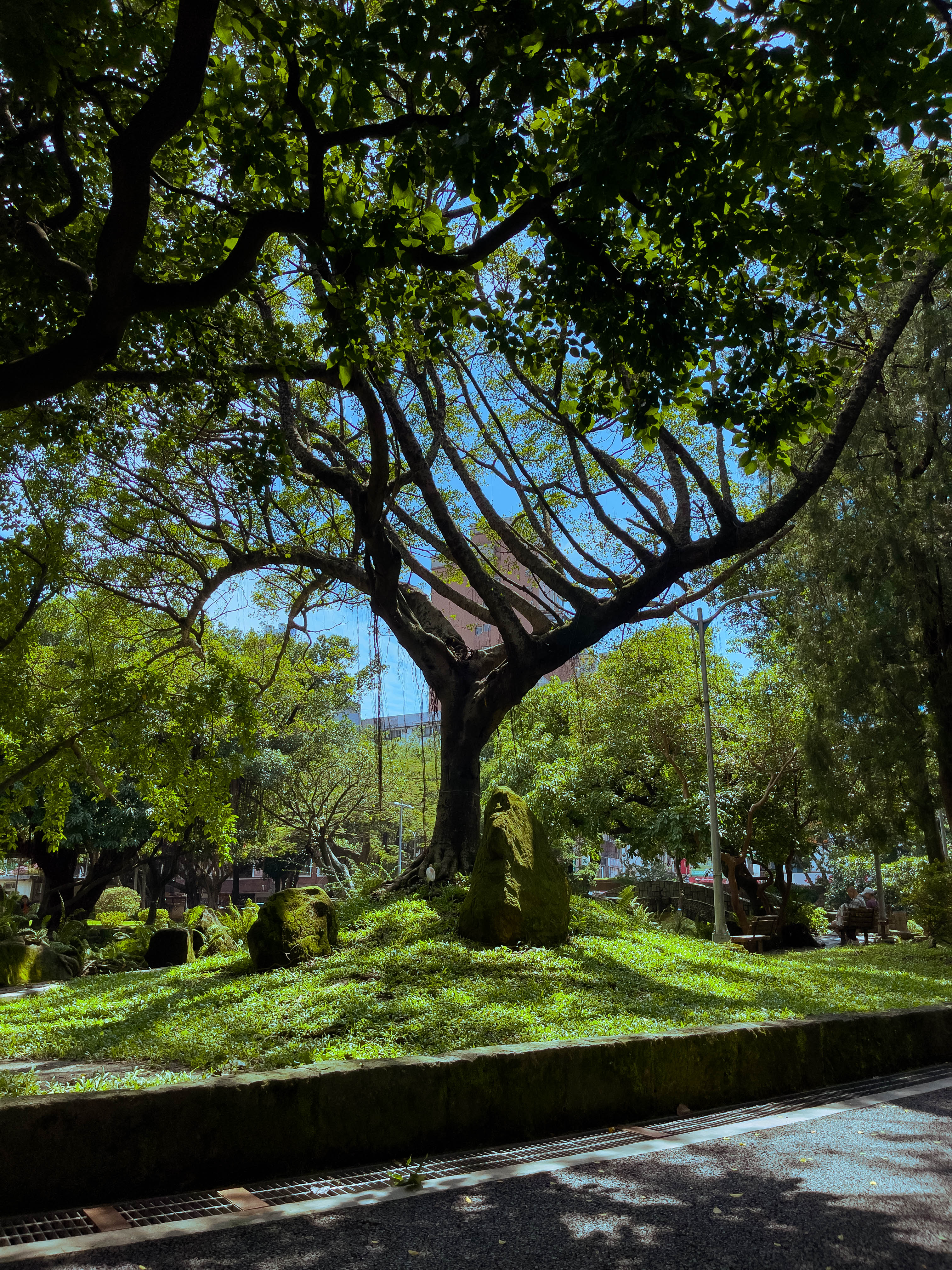 Tree from 228 Peace Memorial Park in Taipei, Taiwan. Took picture because the outline of the tree against the sky was enticing for me.