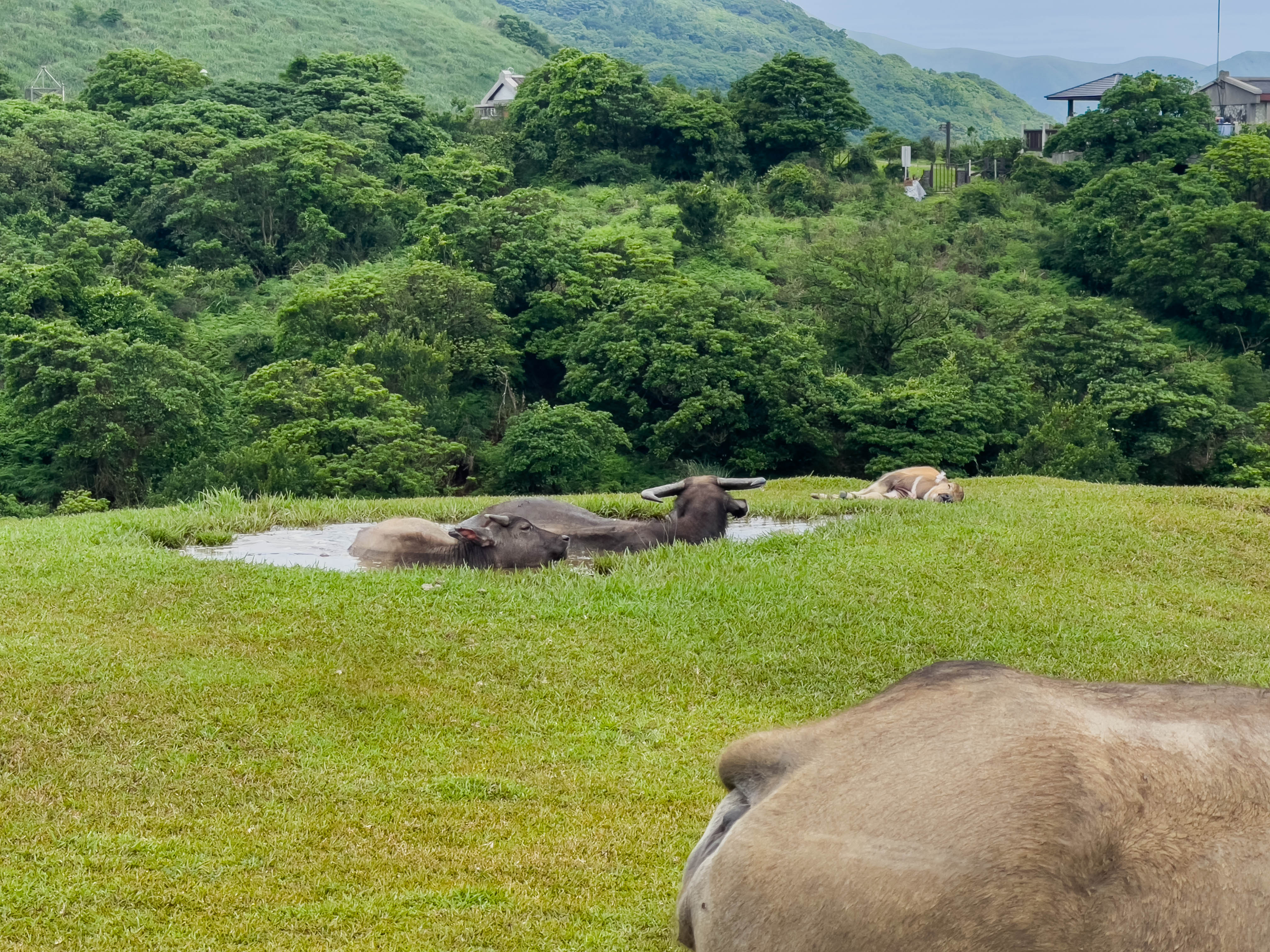 Water buffalo (I think) on 阳明山 (yangmingshan). Loved how comfortable they look bathing in the water.