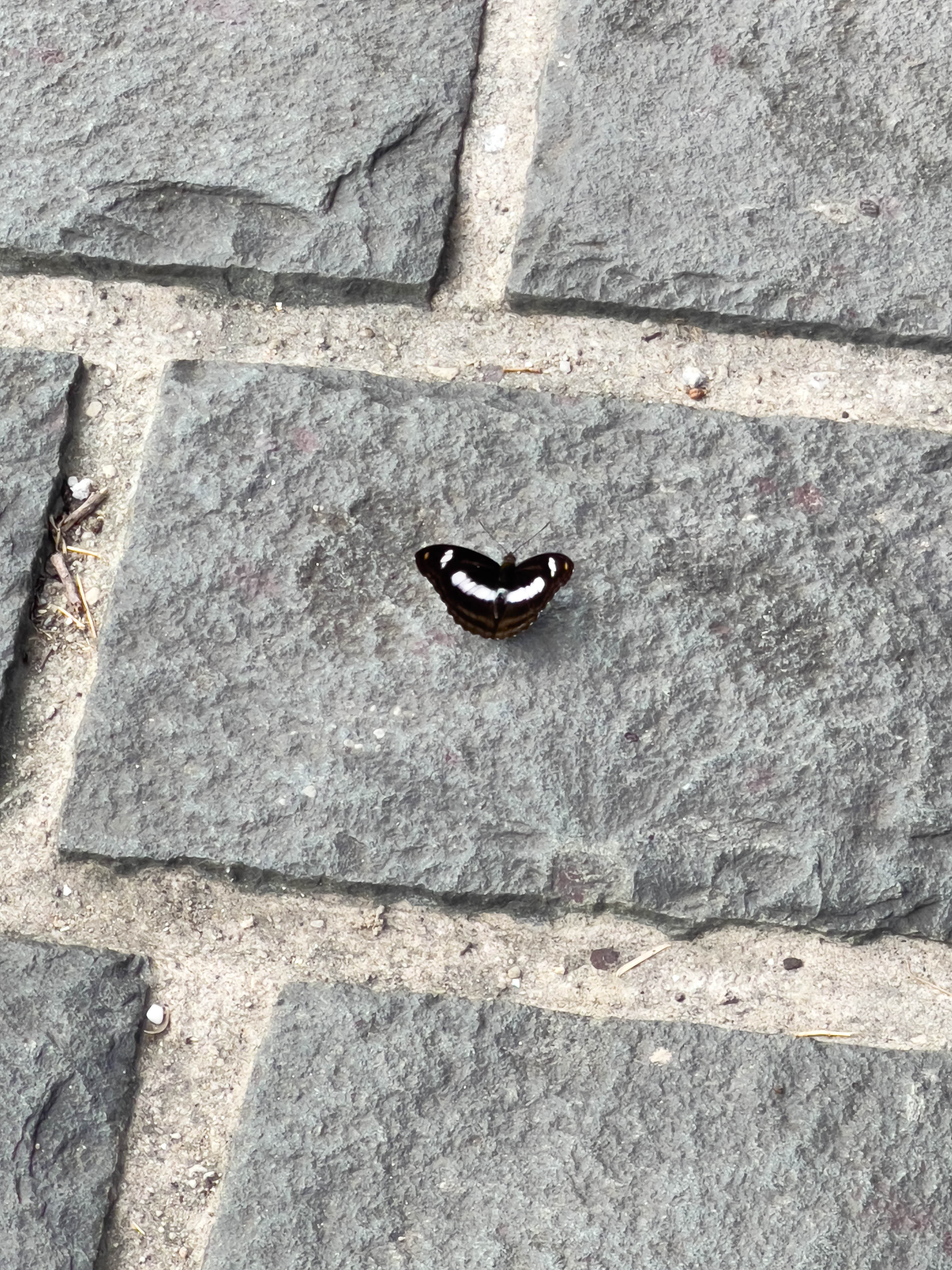Pretty butterfly I saw in Beitou District of Taiwan.