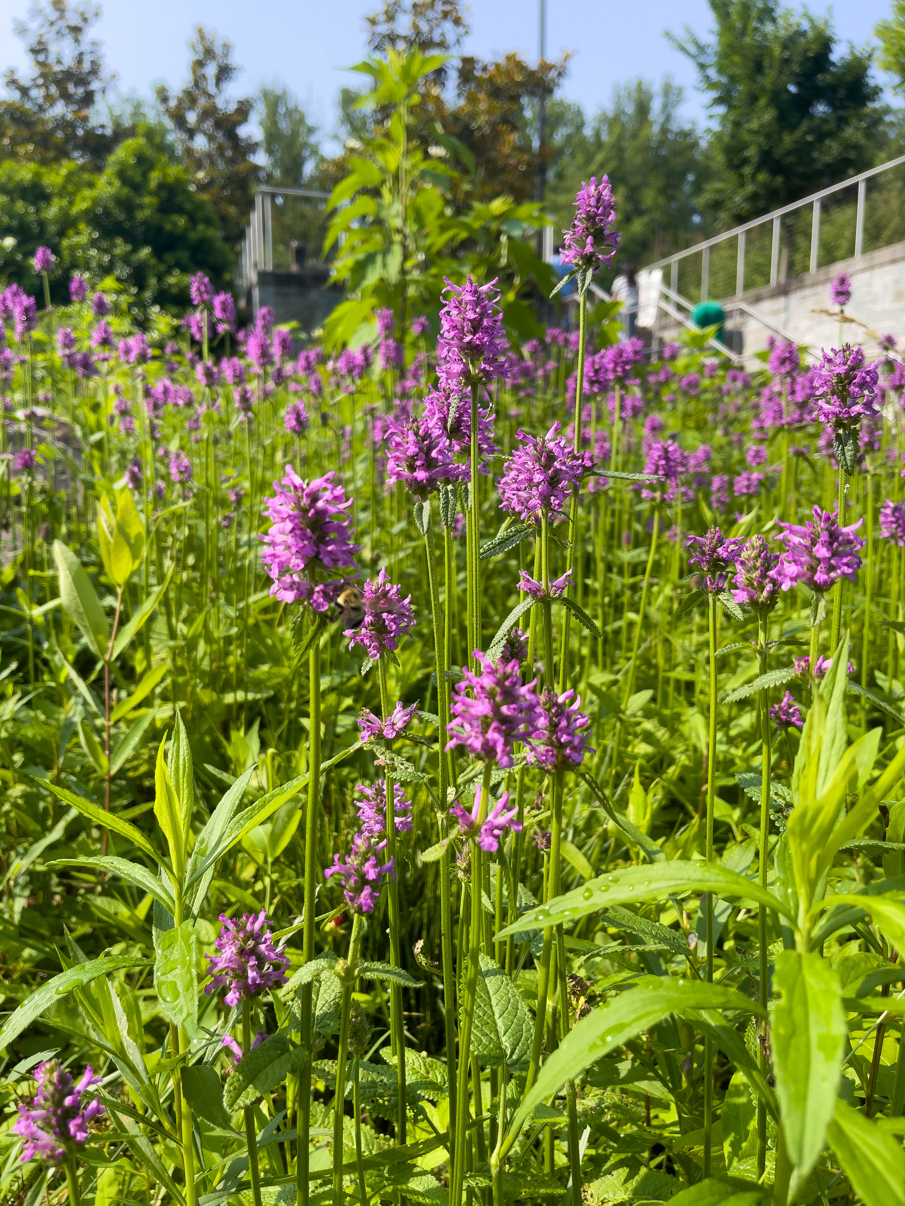 Pretty purple/pink flowers! Colorblind so not sure which color it is...