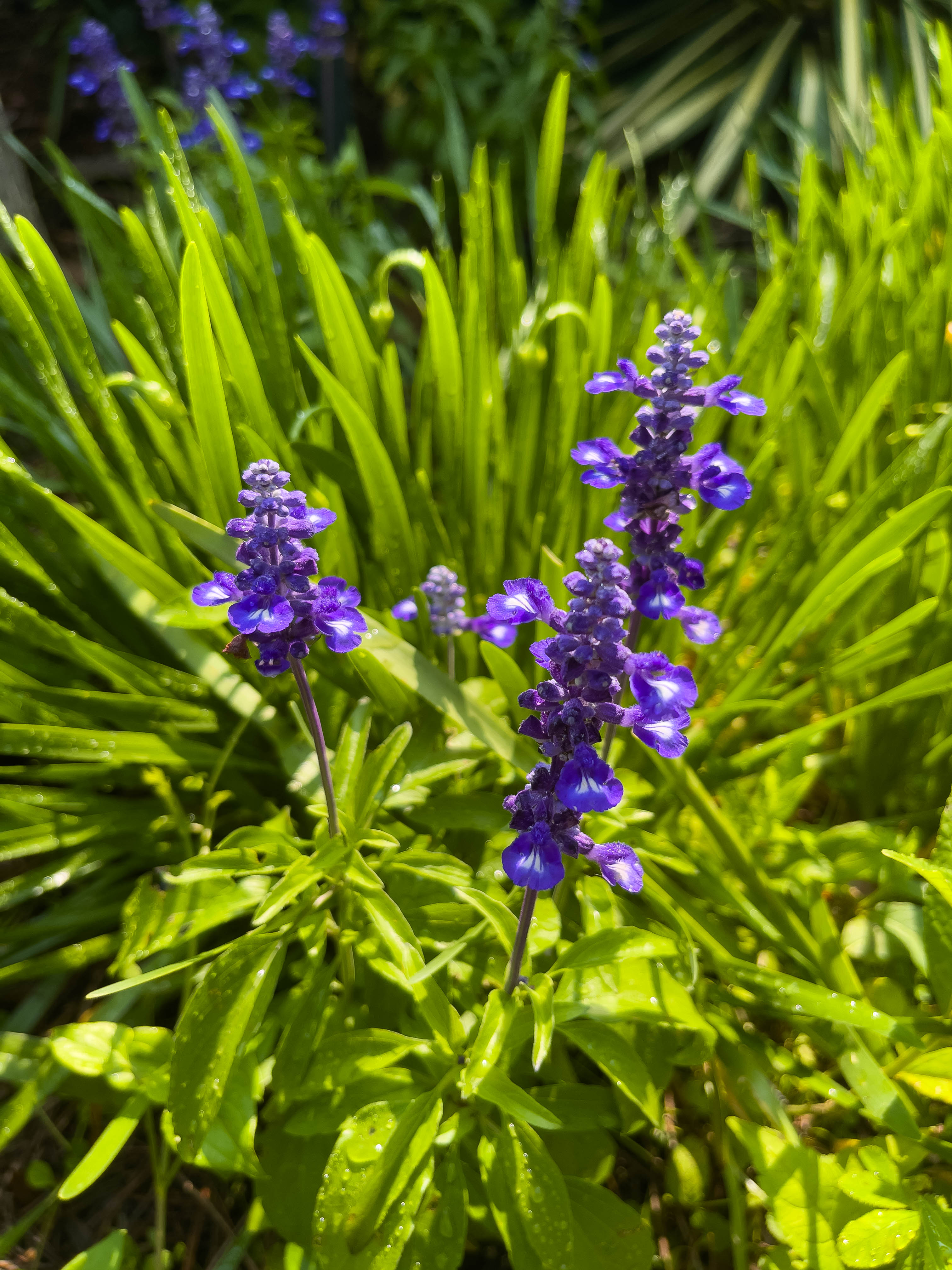 Another set of pretty purple flowers.