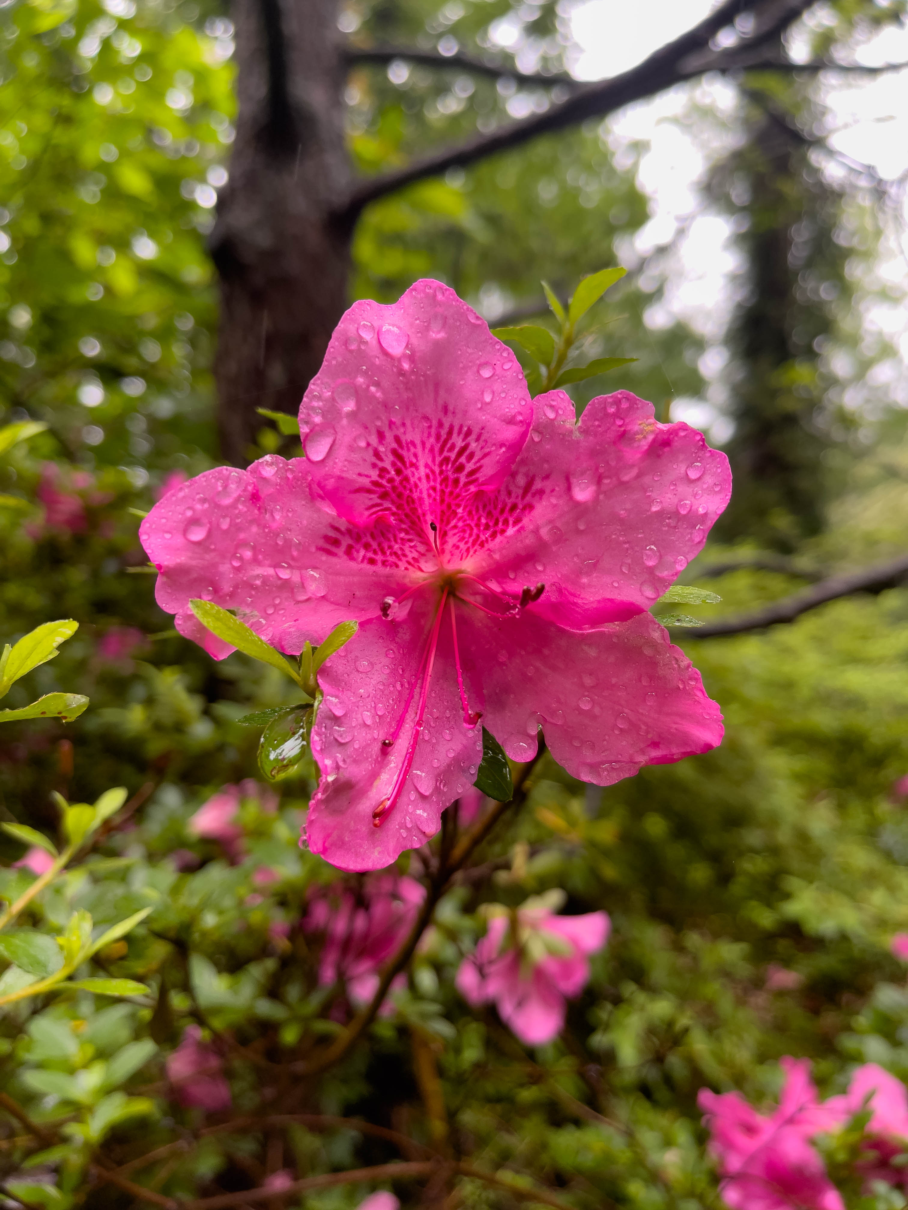 Pretty pink flower! I liked the star shape and how the water droplets accentuate it.