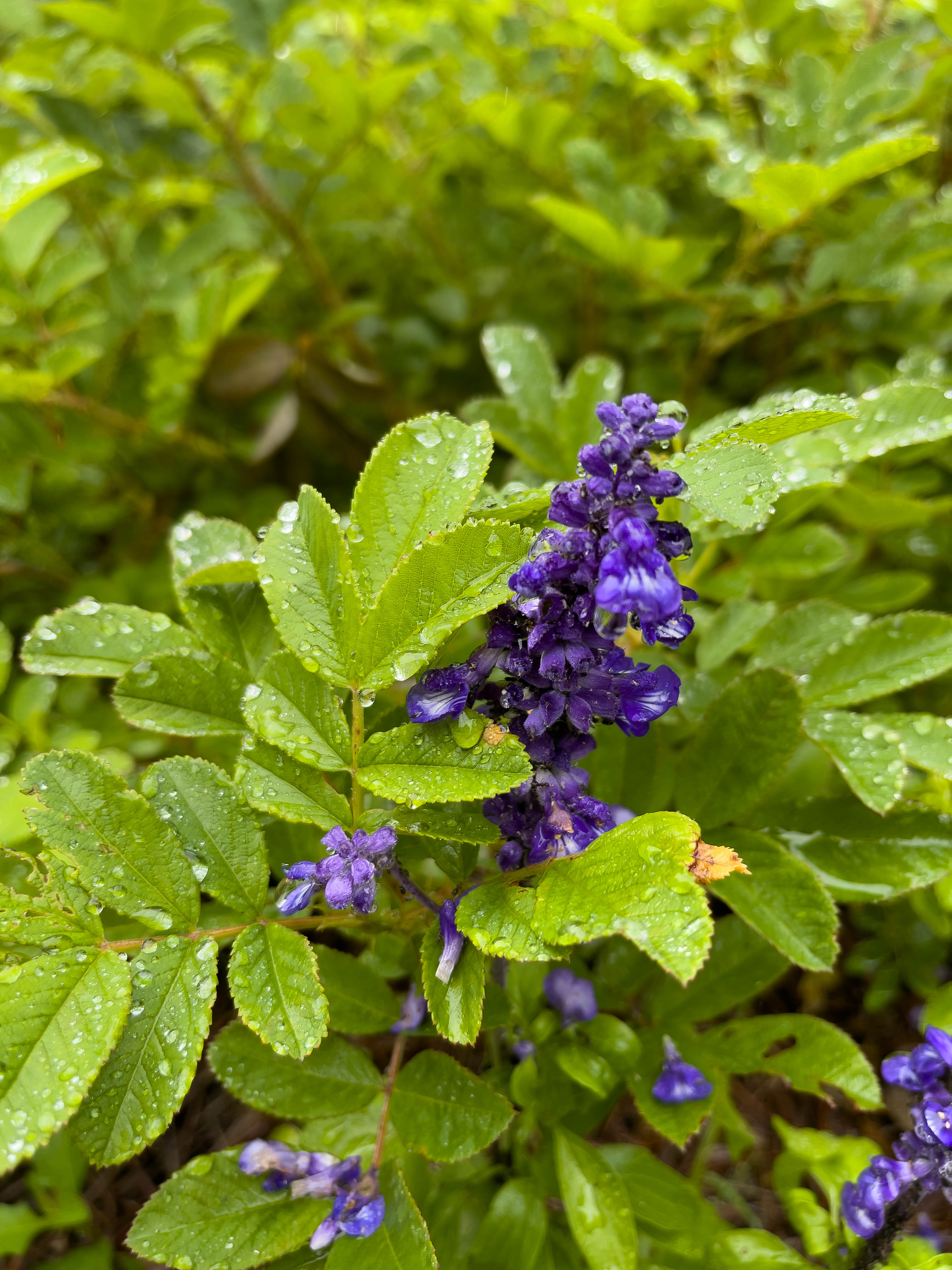 More pretty purple flowers.
