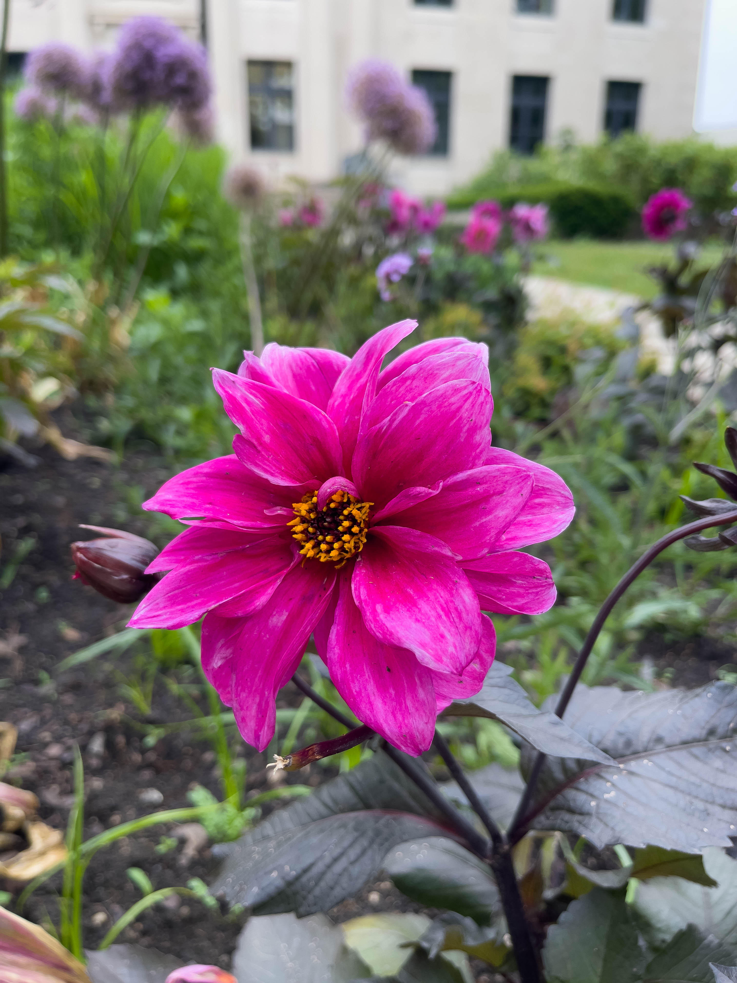 Super pretty pink flowers -- I really like how the pink flares outwards, like a star.
