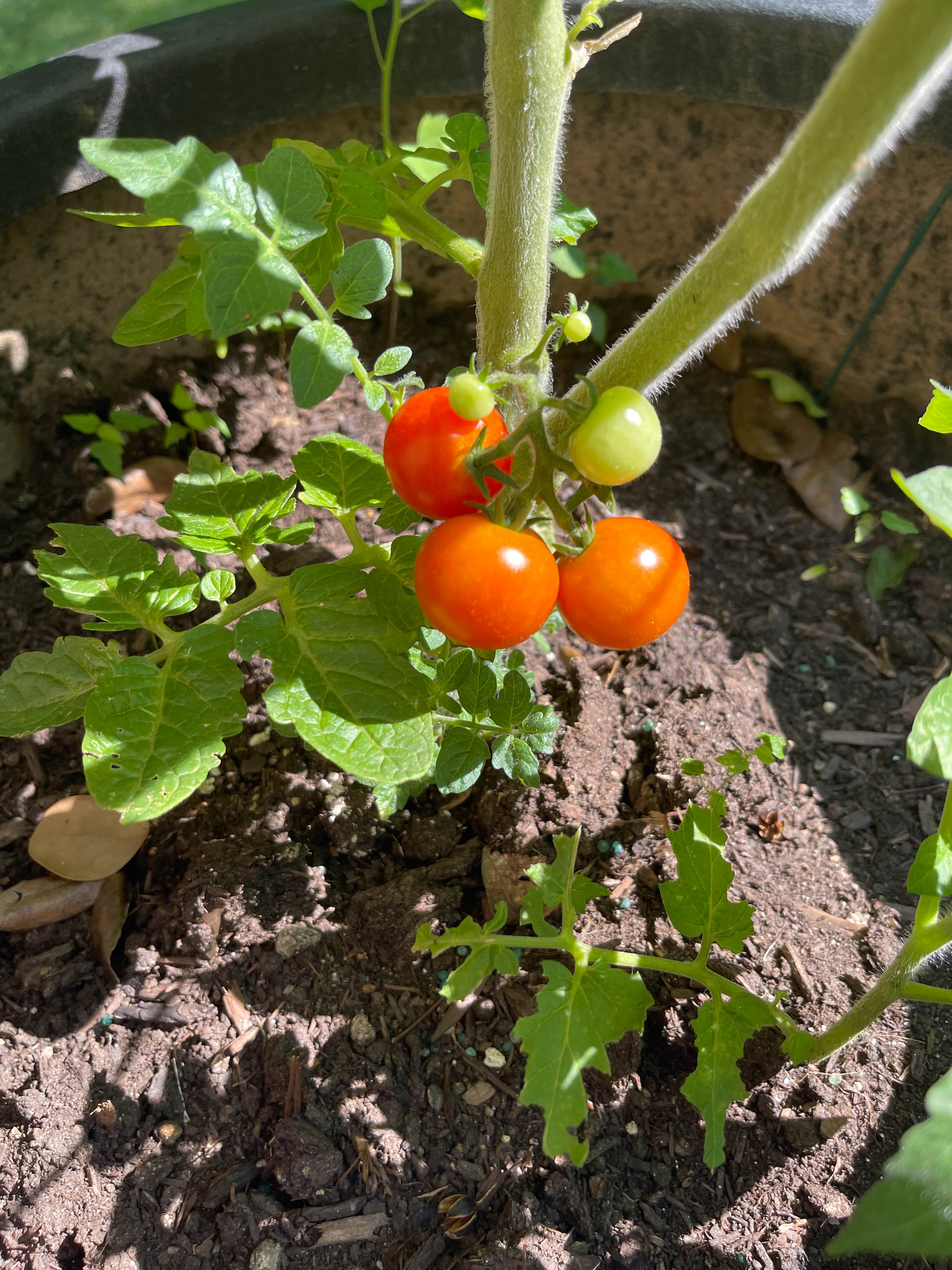 First harvested tomatoes from my mom's tomato plant!