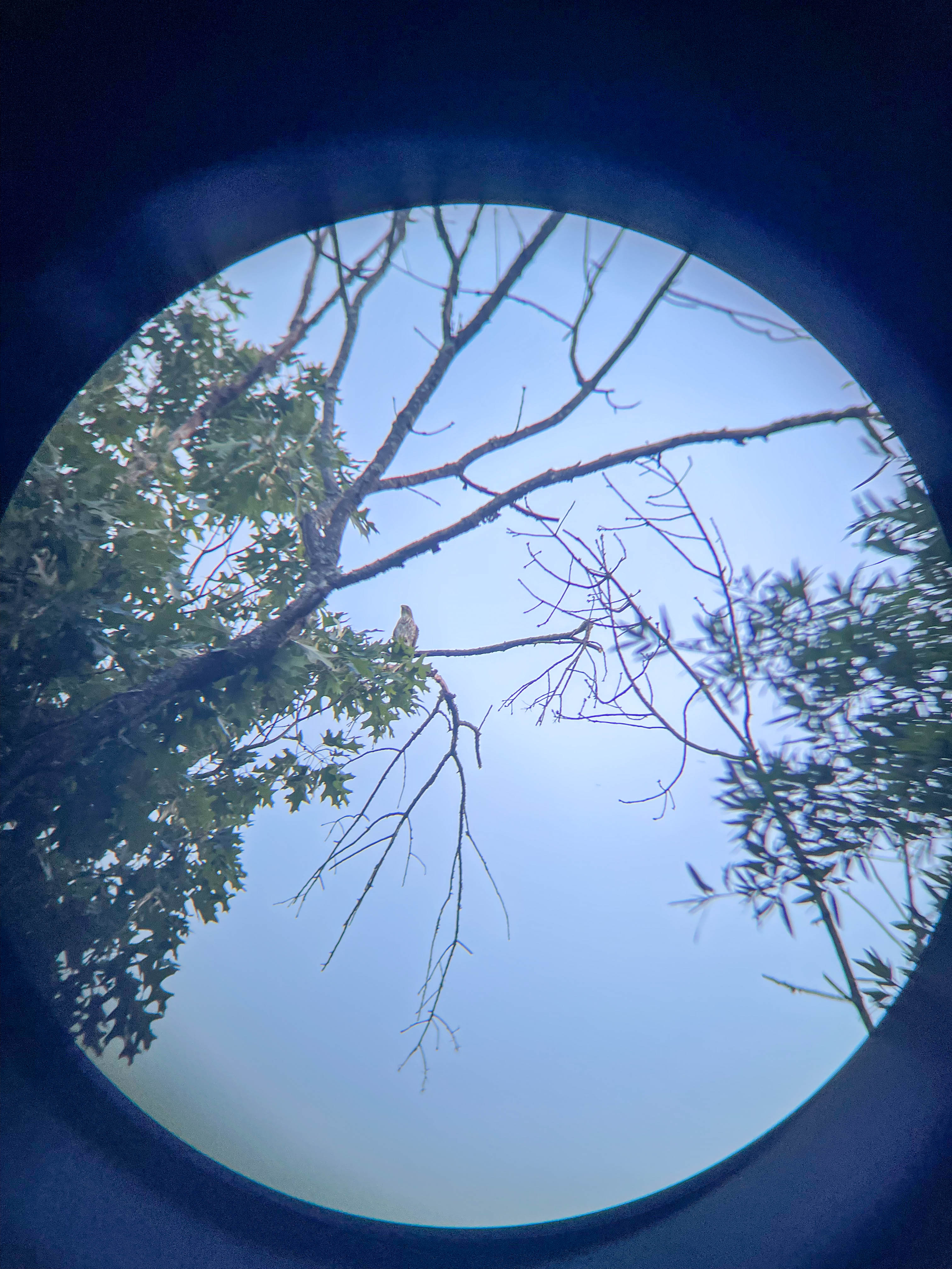A Cooper's Hawk! Taken through my binoculars haha. Also didn't know what it was, so I asked the birding discord to id it, and they said it was a Cooper's Hawk! So exciting!