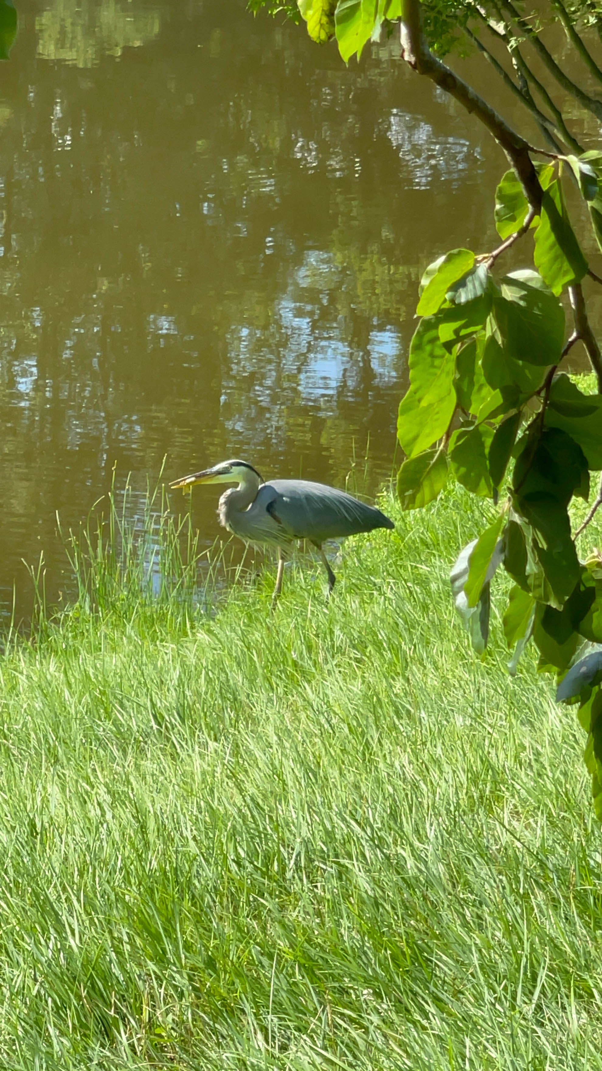Great blue heron -- super cool. Got to watch it fish.