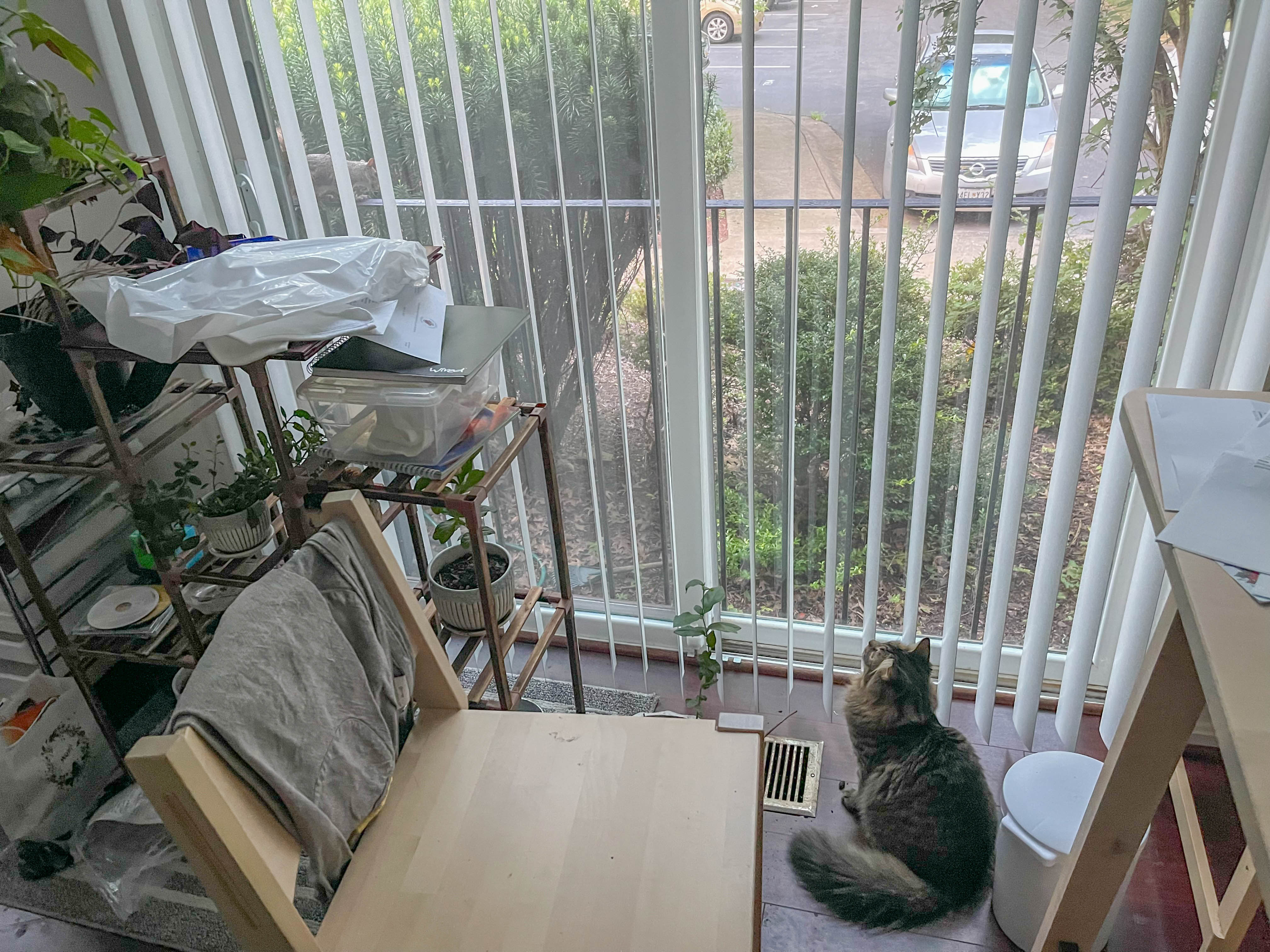 Cat watching bird!