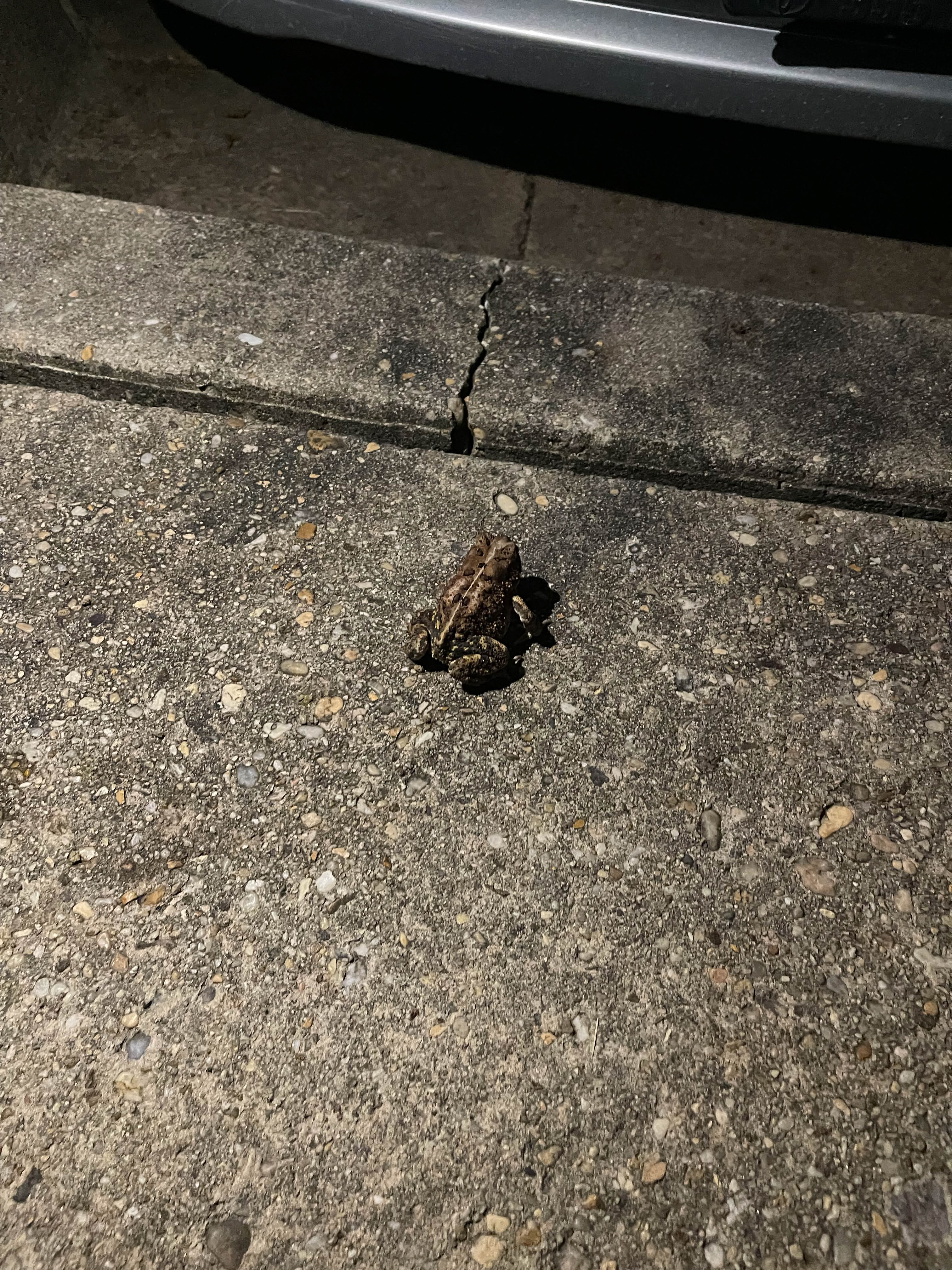 Toad (or frog?)
