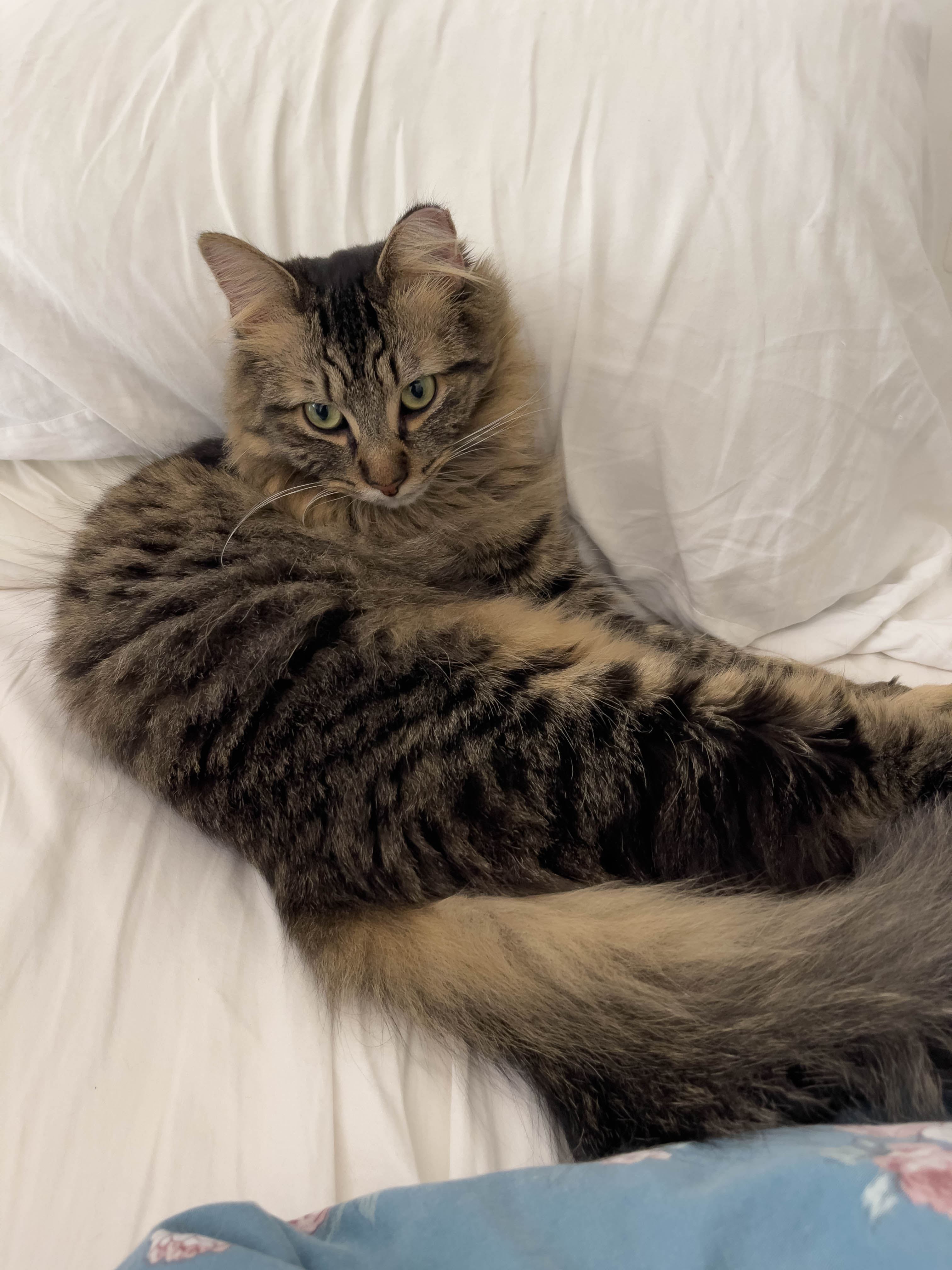 Cat on bed
