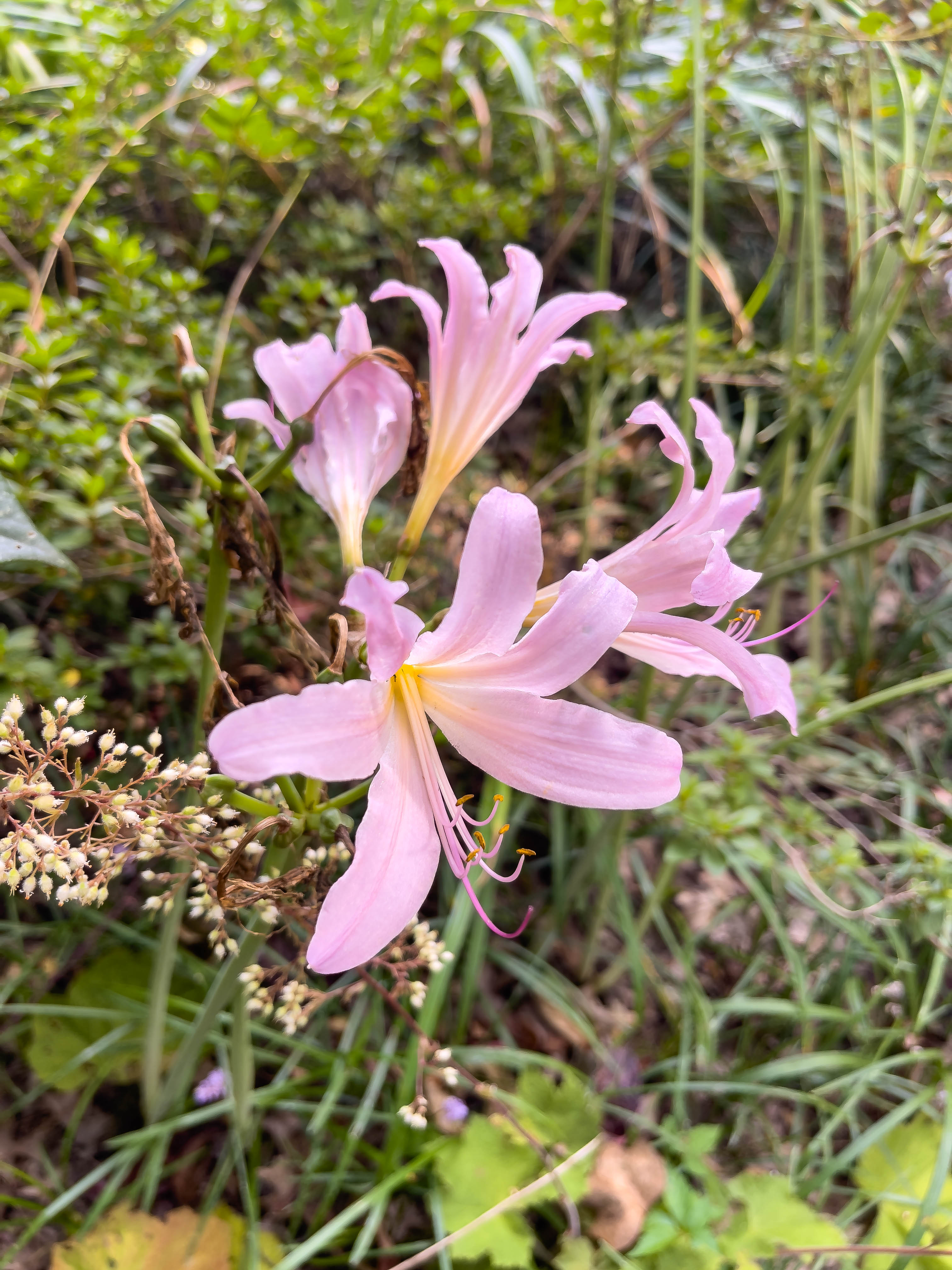 Beautiful lilies