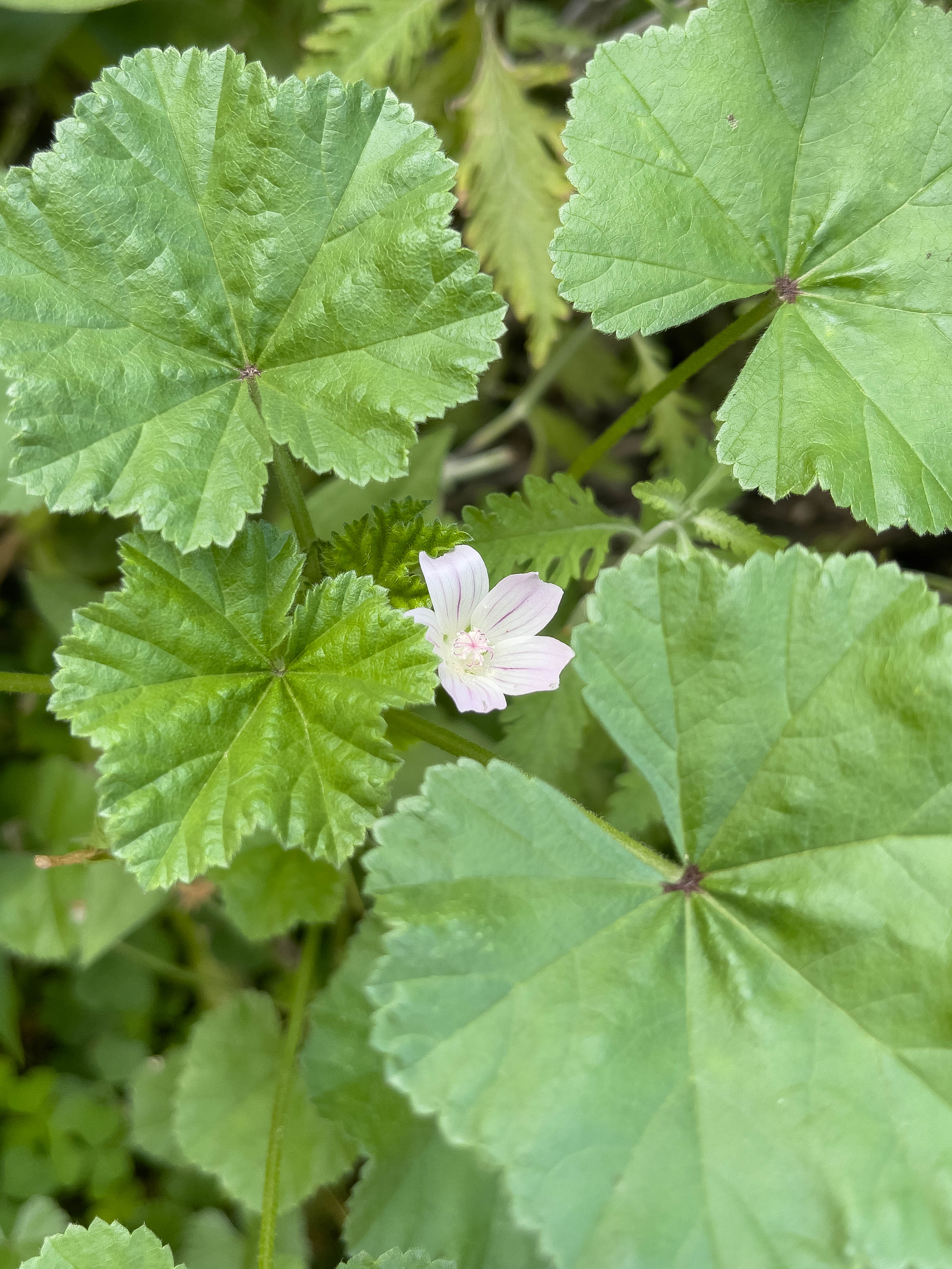 Flower peeking out.