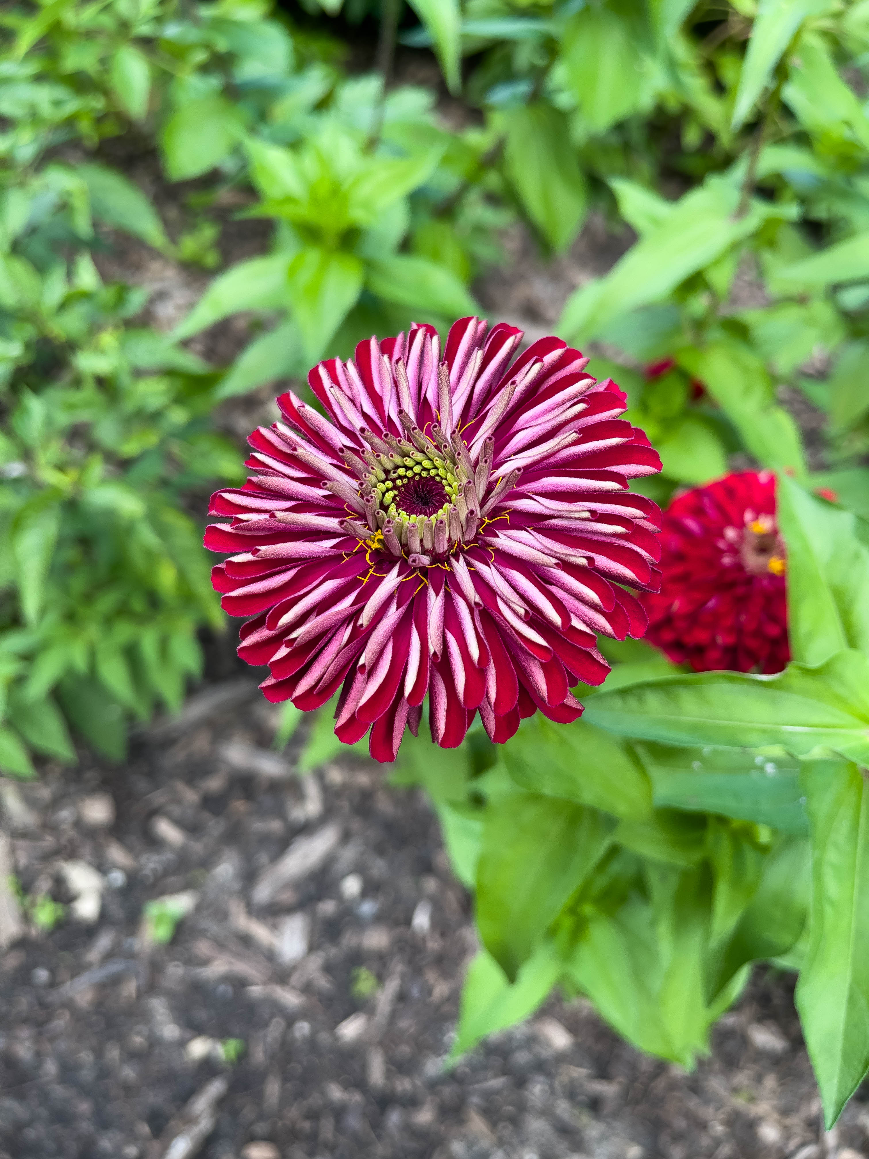 Big red flower.