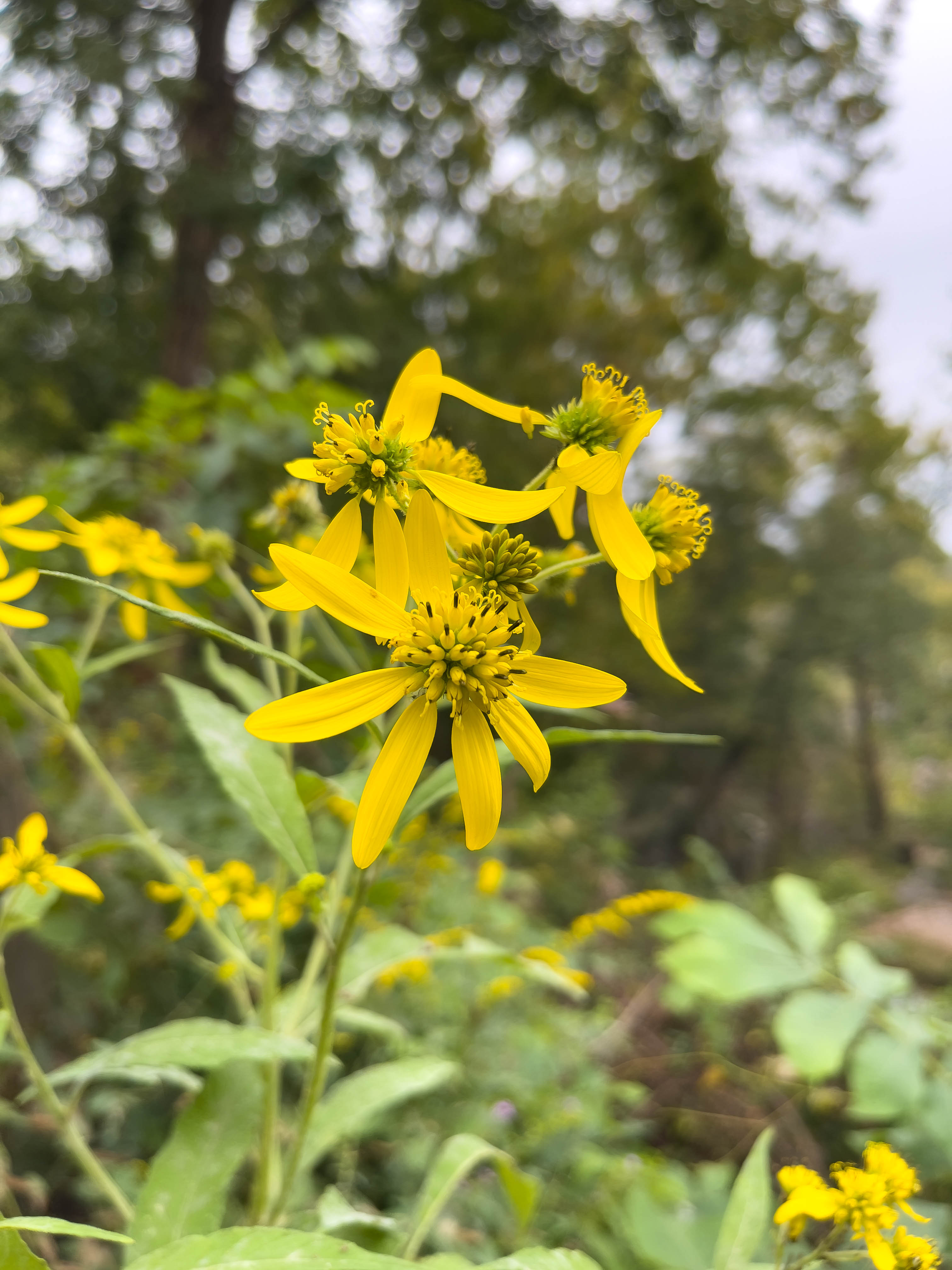 Yellow flowers