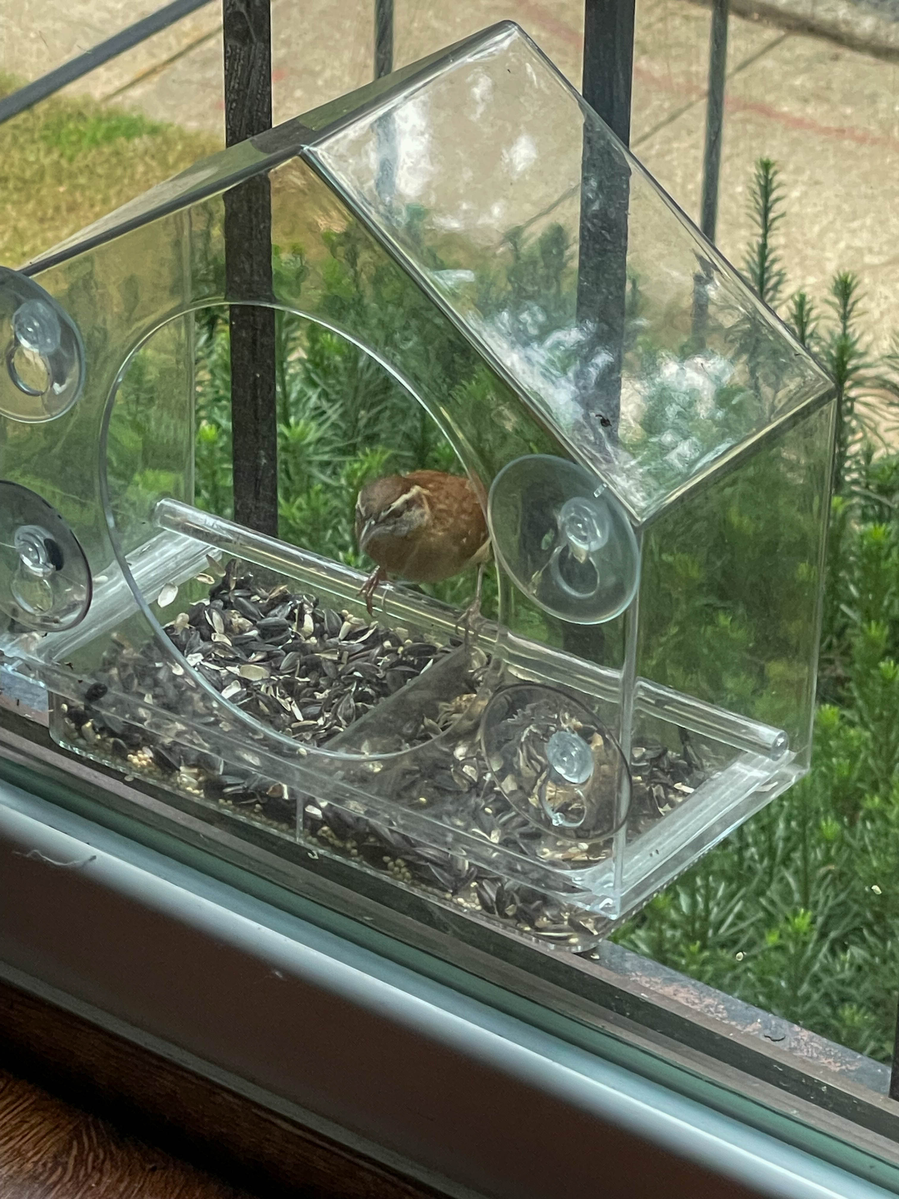 Carolina Wren