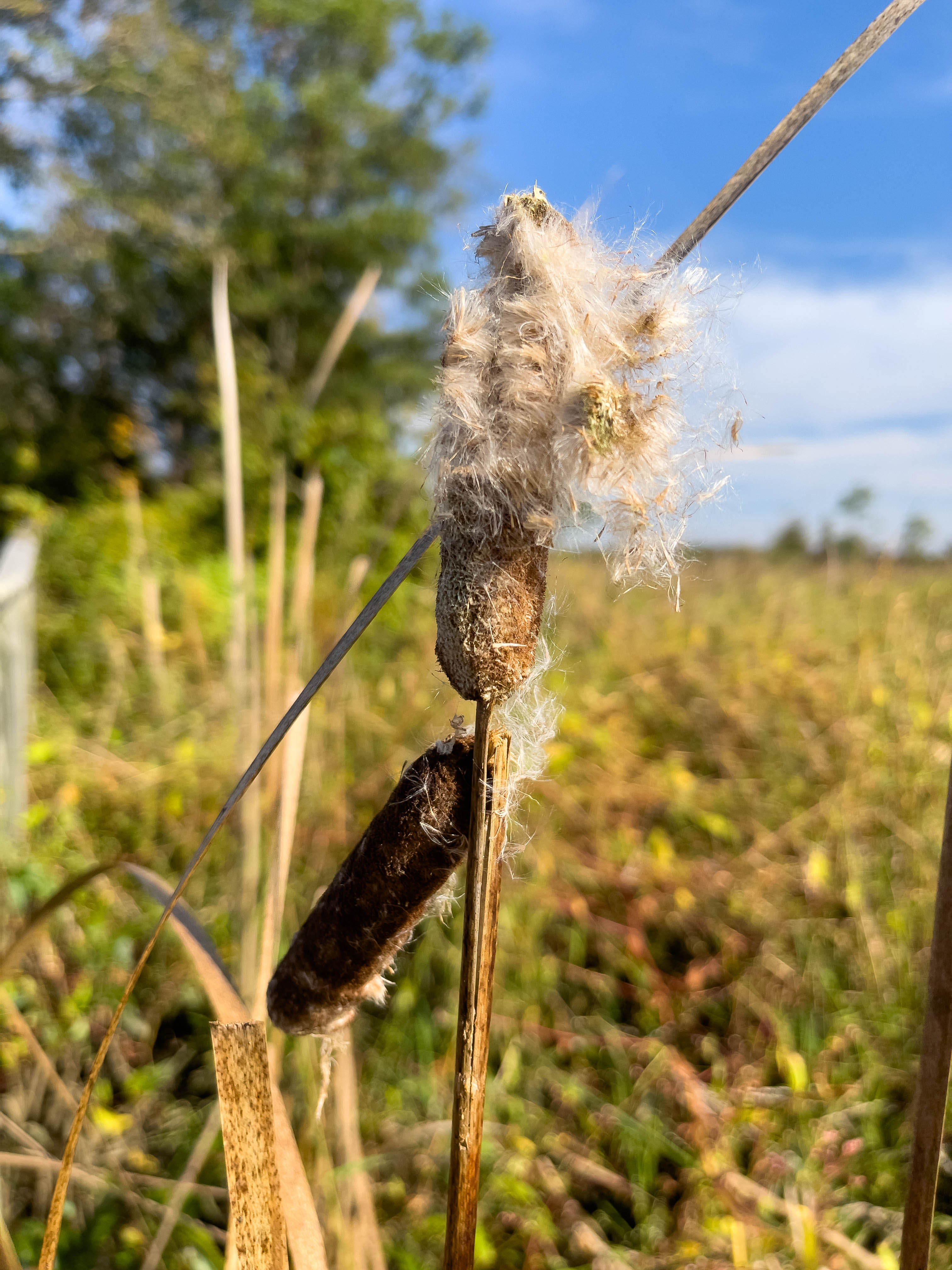 Cattail