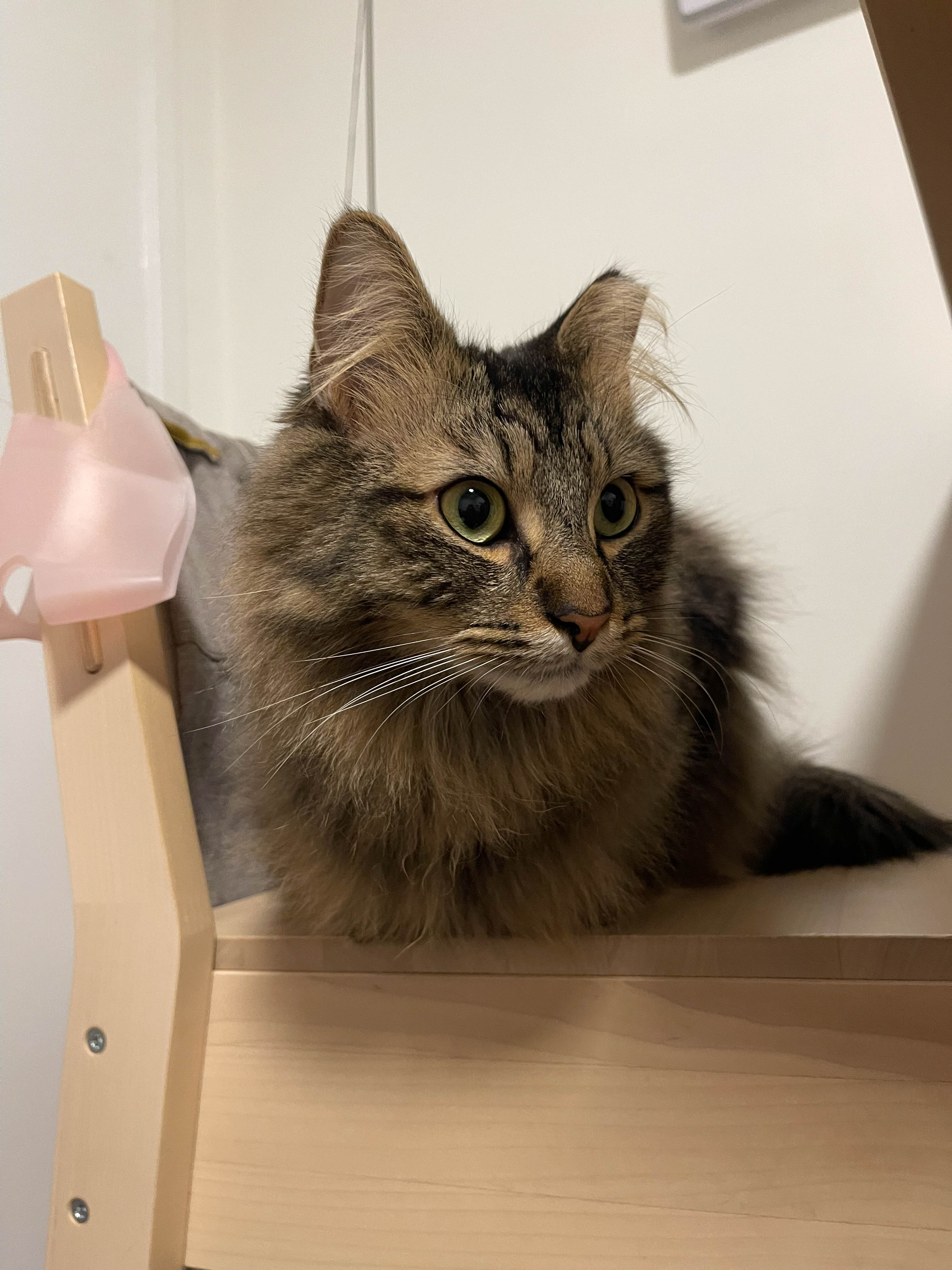 Cat on chair